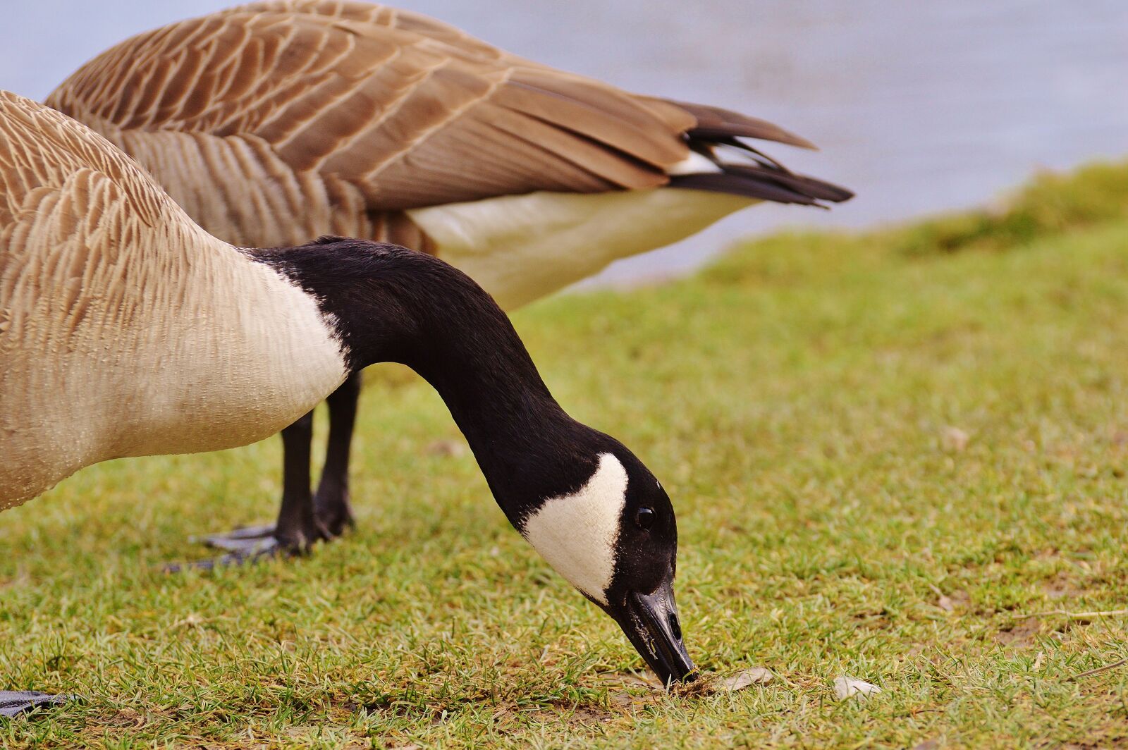 Nikon D3200 sample photo. Goose, poultry, animal photography