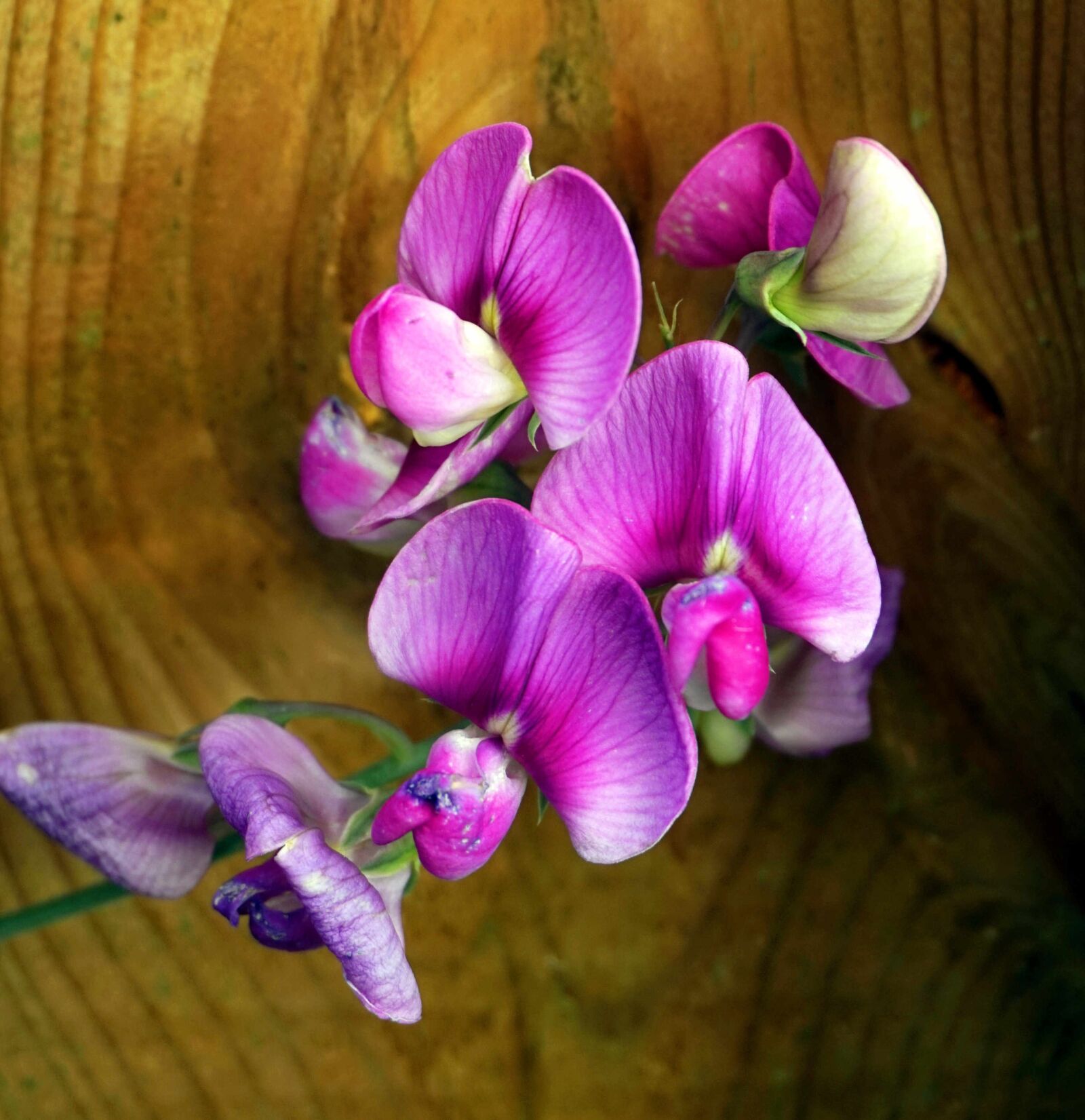 Sony Alpha a5000 (ILCE 5000) sample photo. Vetch, blossom, bloom photography