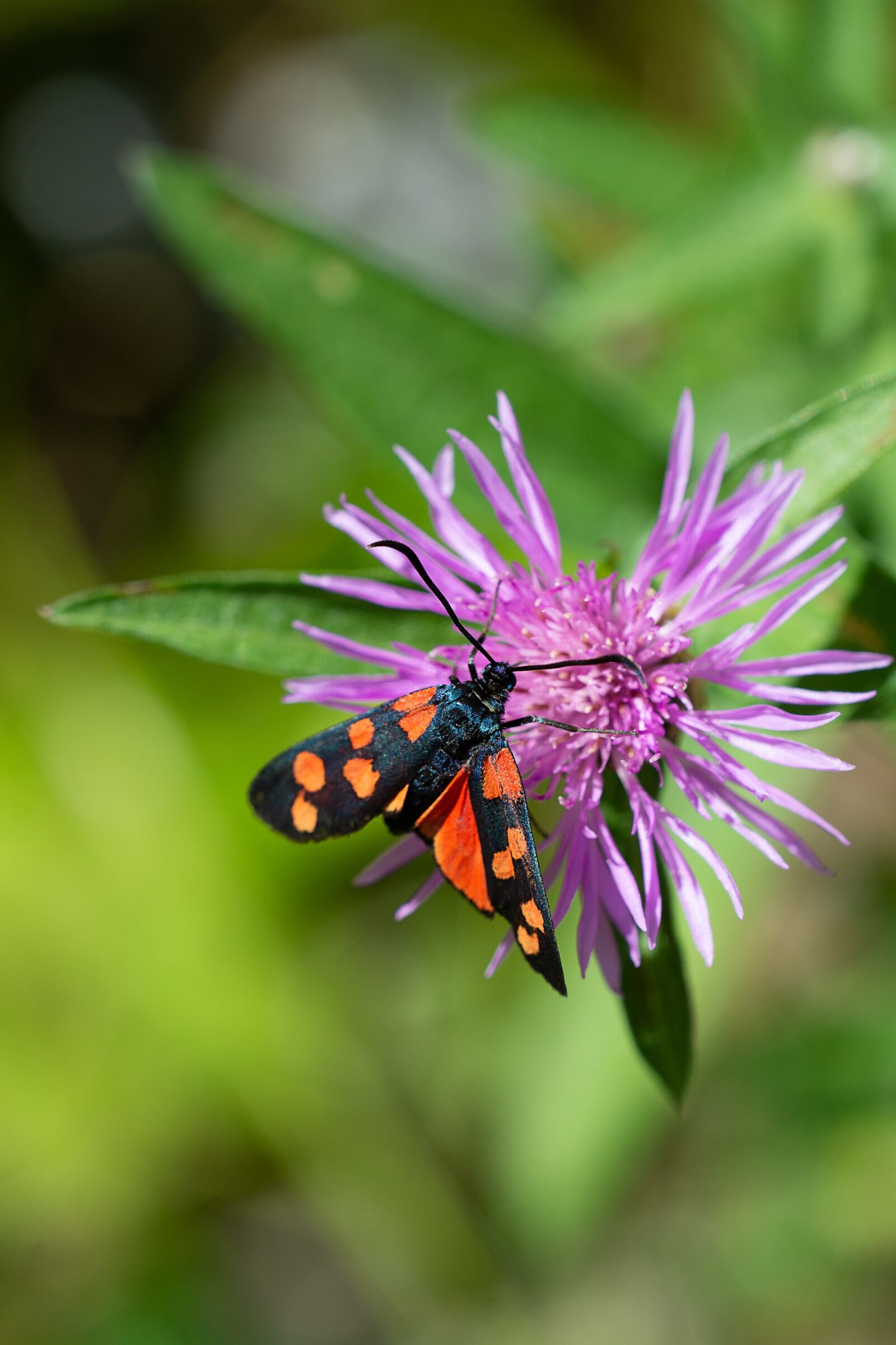 Nikon D7100 sample photo. Insect, red black, flower photography