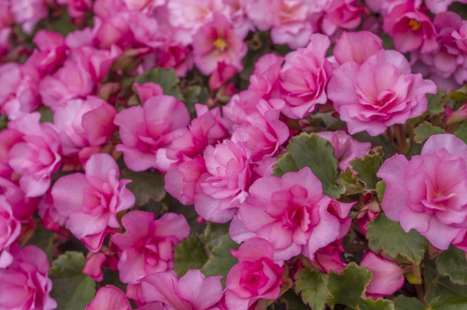 Pentax K-3 sample photo. Flower, flora, garden photography