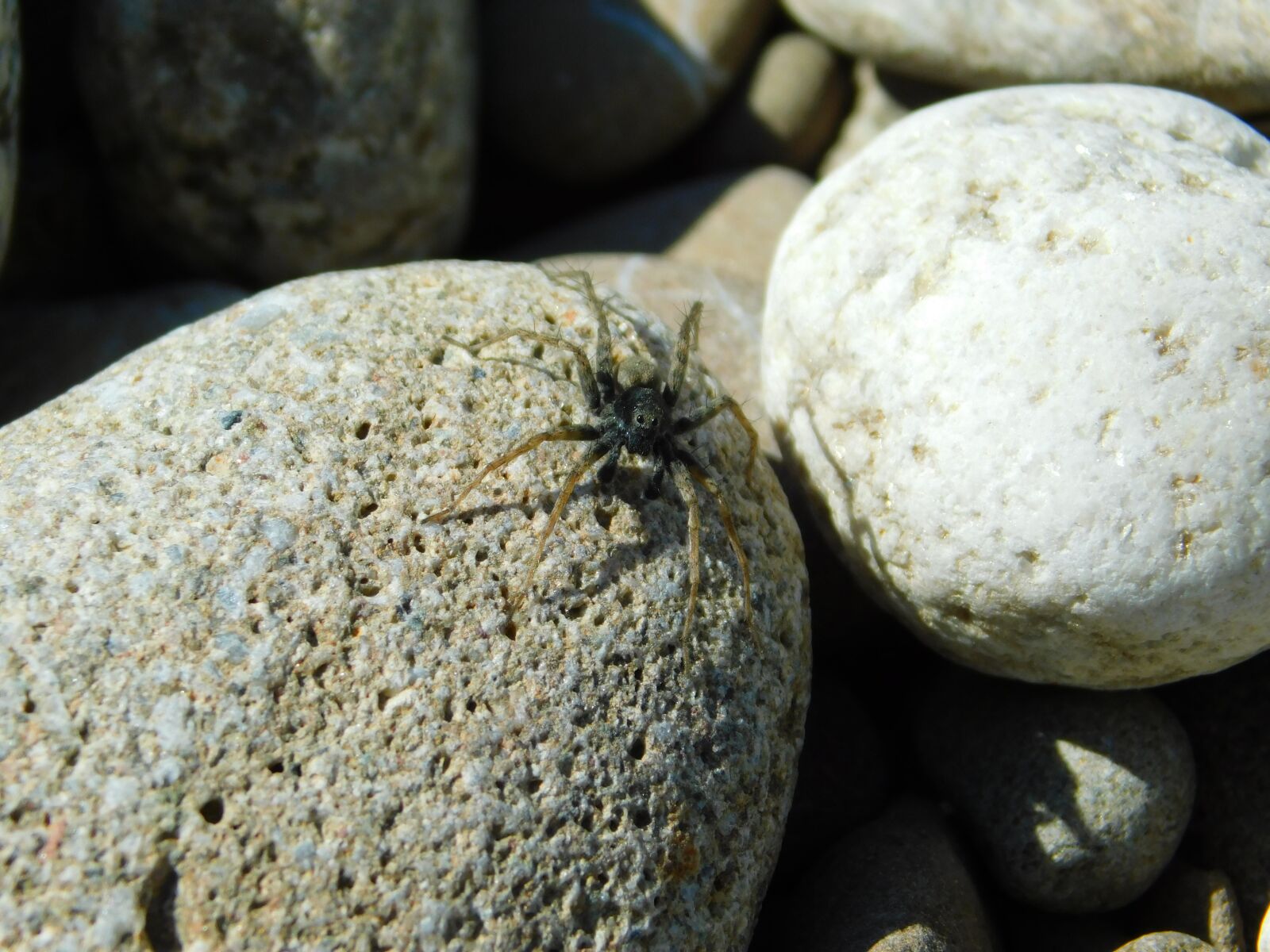 Nikon Coolpix B500 sample photo. The stones, spider, insect photography
