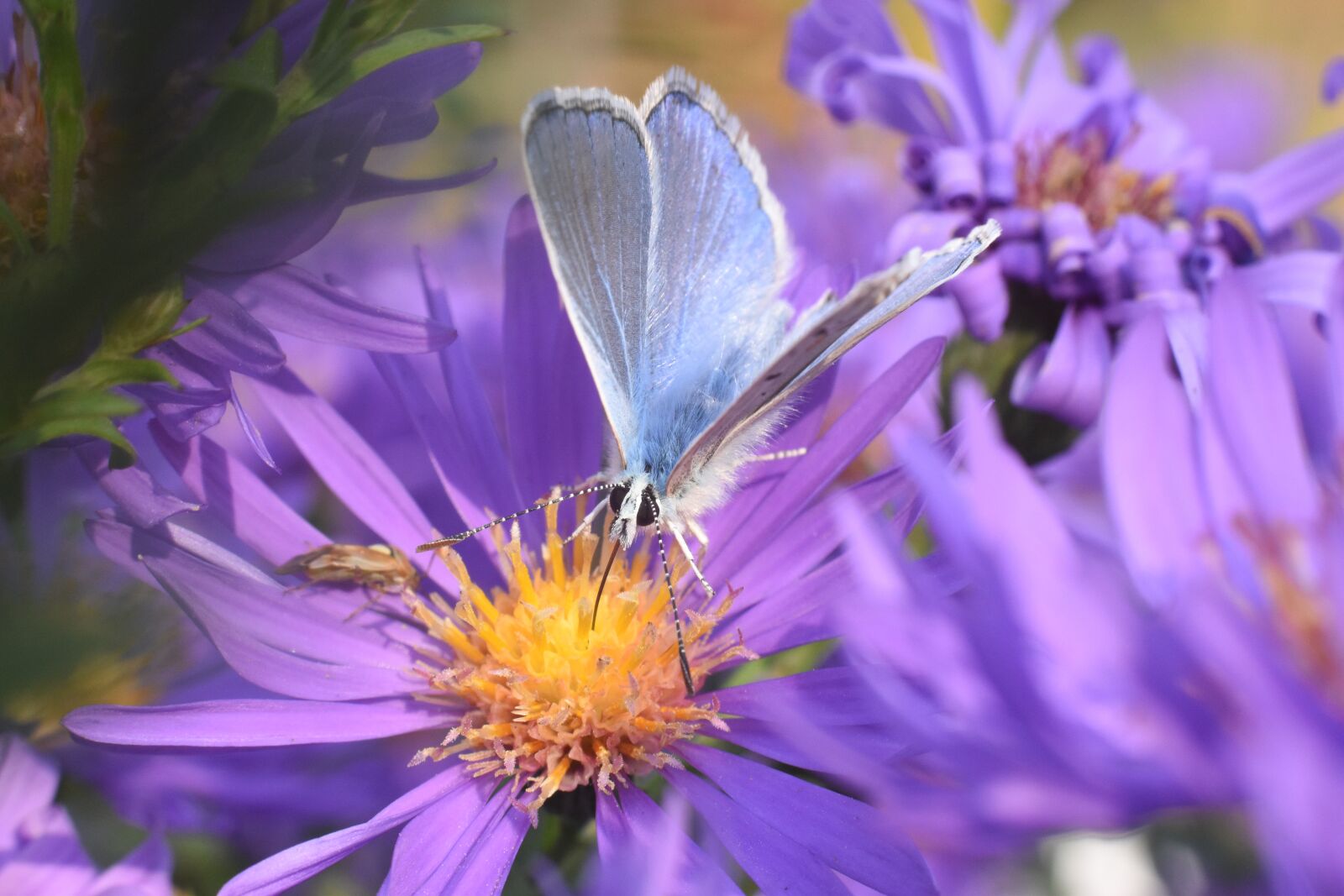 Nikon D5600 sample photo. Butterfly, flower, blue photography