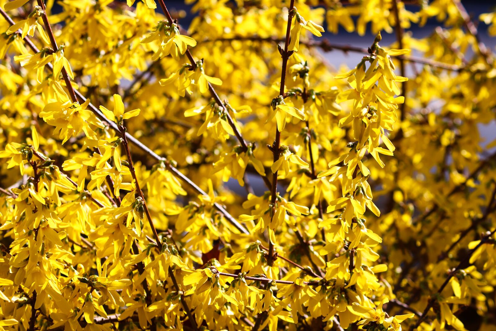 Canon EOS 200D (EOS Rebel SL2 / EOS Kiss X9) sample photo. Forsythia, garden forsythia, gold photography