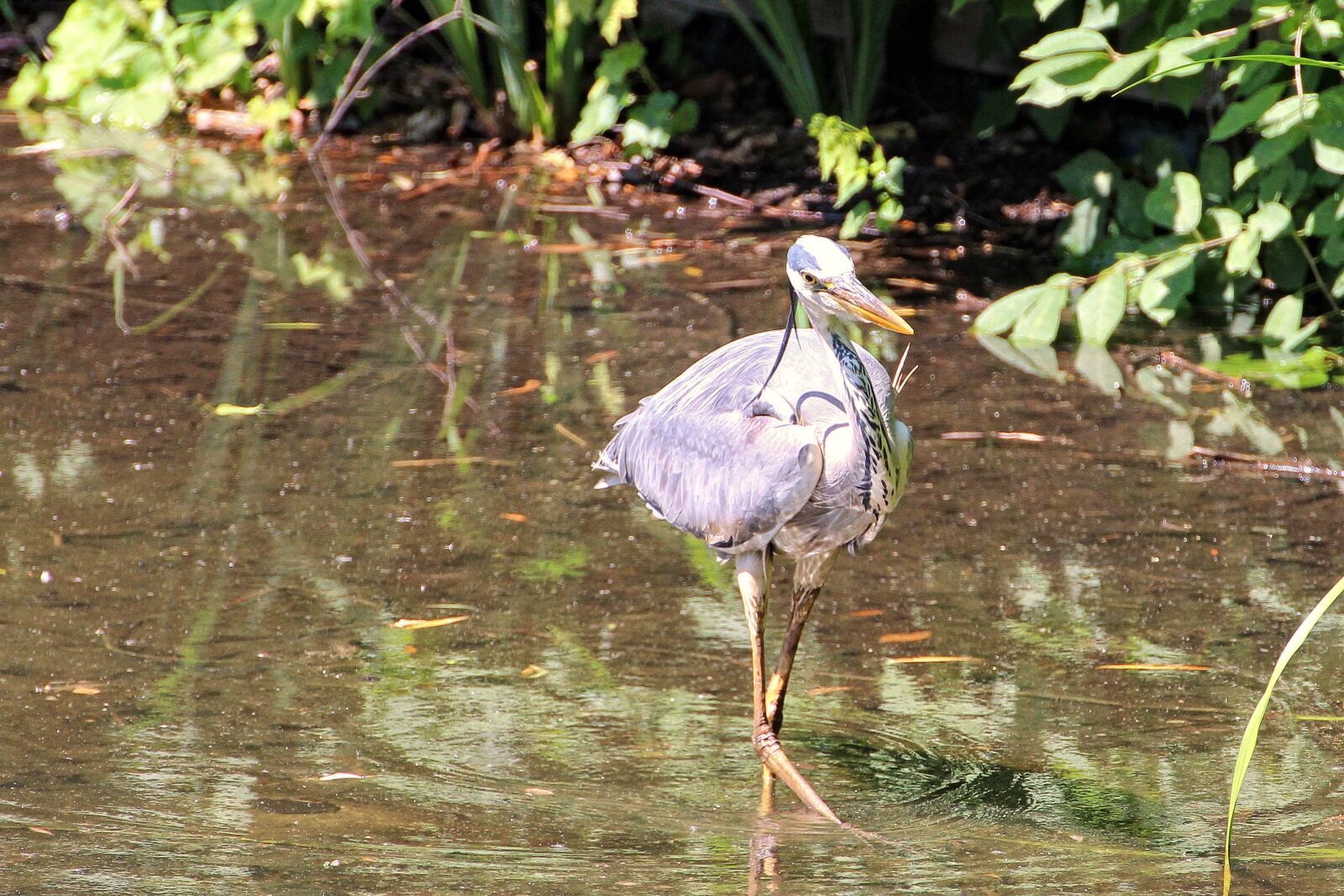 Canon EOS 600D (Rebel EOS T3i / EOS Kiss X5) sample photo. Grey heron, heron, bird photography
