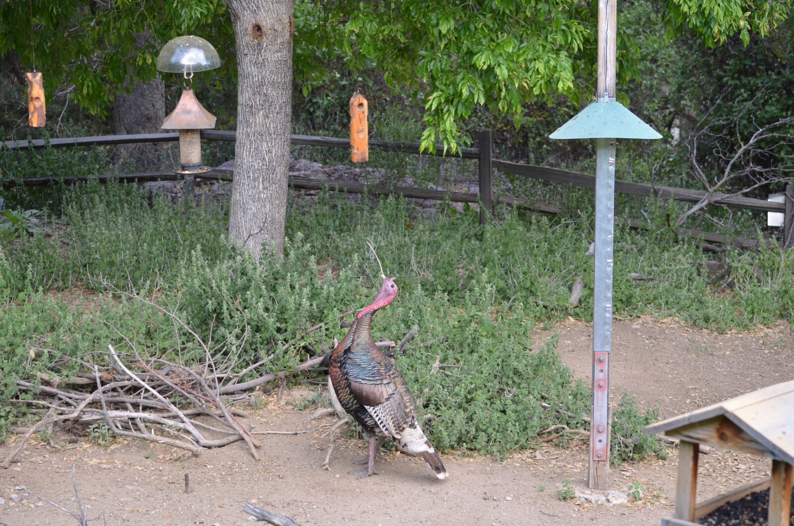 Nikon D5100 sample photo. Turkey, eating, looking photography