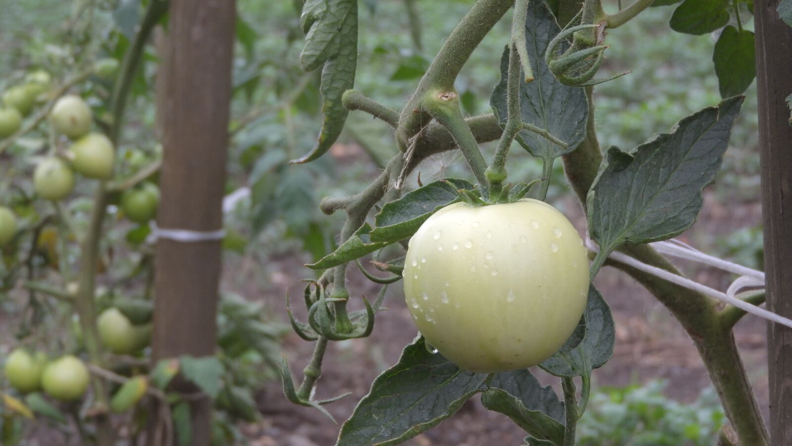 Nikon Coolpix P610 sample photo. Tomato, growing vegetables, vegetables photography