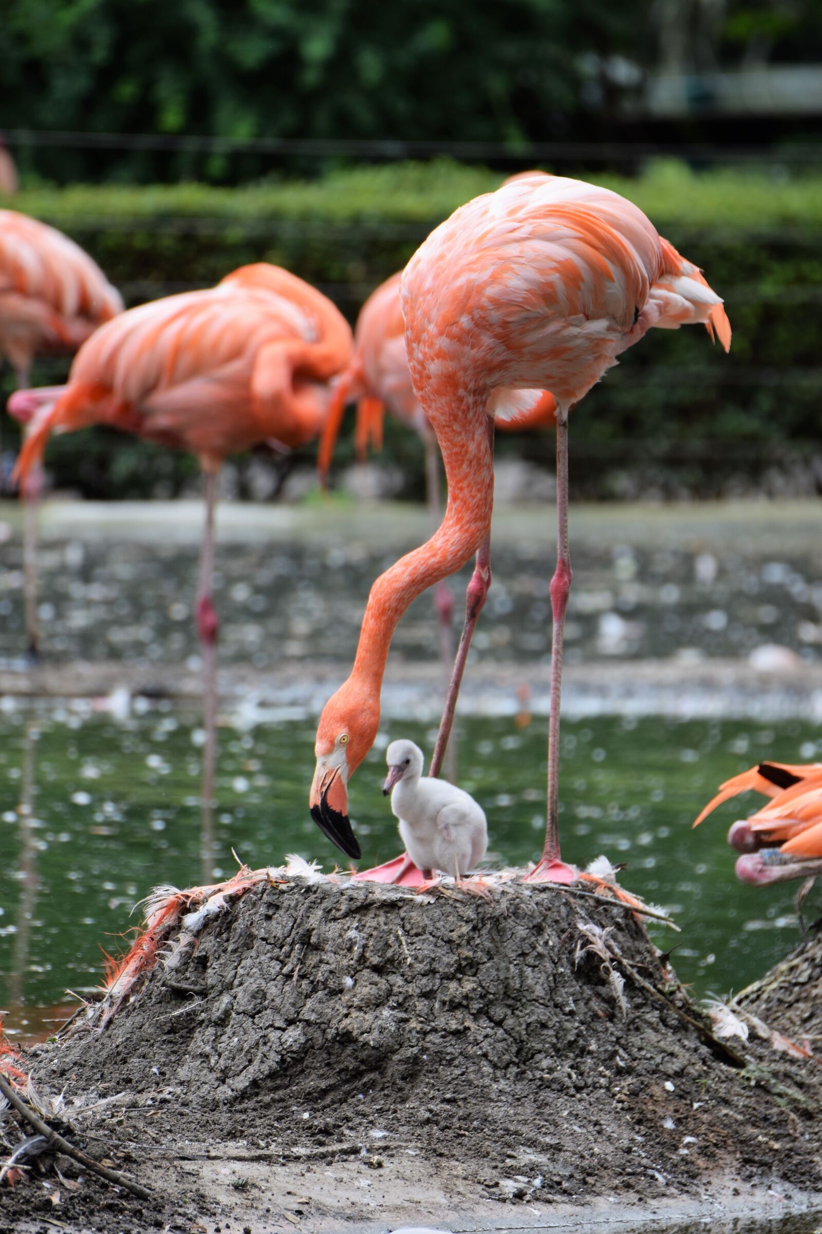 Nikon D5300 sample photo. Flamingo, animal, pink flamingo photography