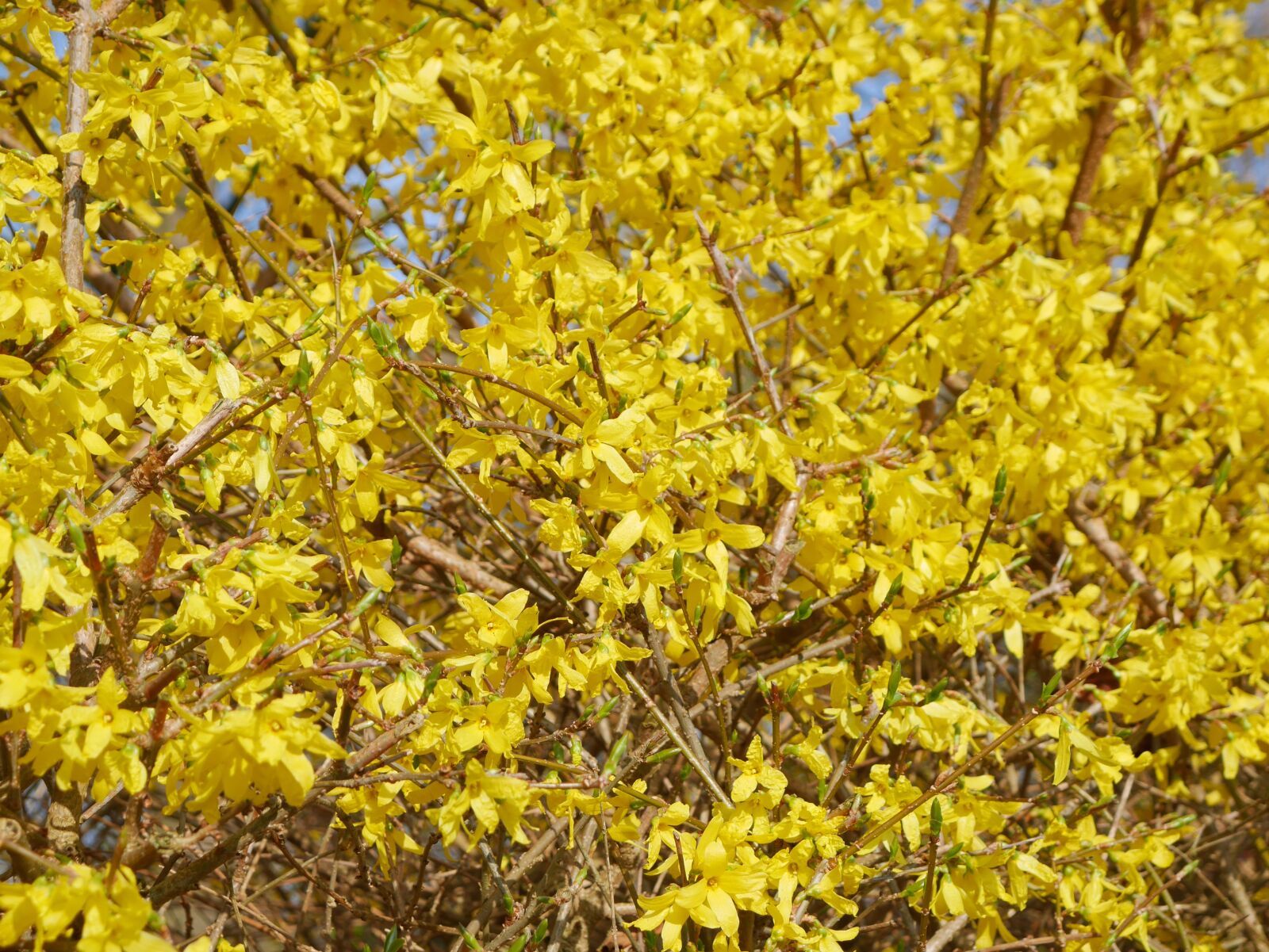 Panasonic Lumix DMC-GX7 sample photo. Broom, blossom, bloom photography