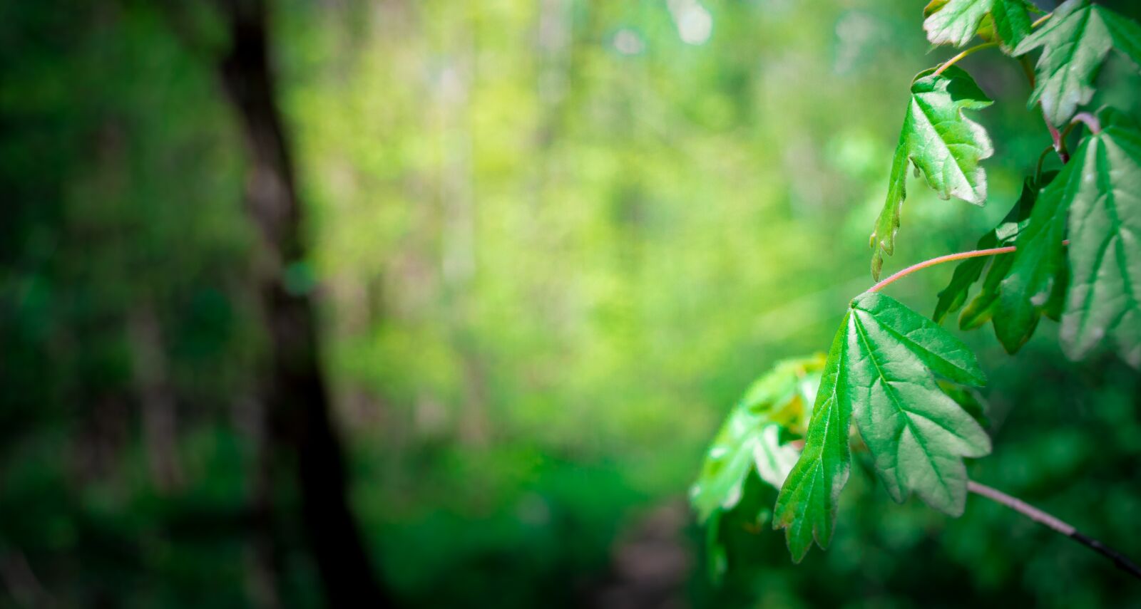 Nikon D3200 sample photo. Plant, forest, nature photography