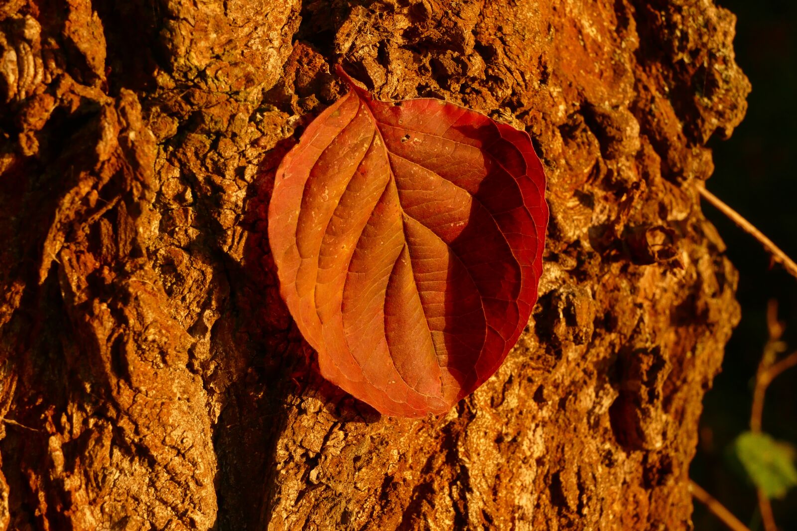 Panasonic Lumix DMC-FZ1000 sample photo. Letter, bark, tree photography