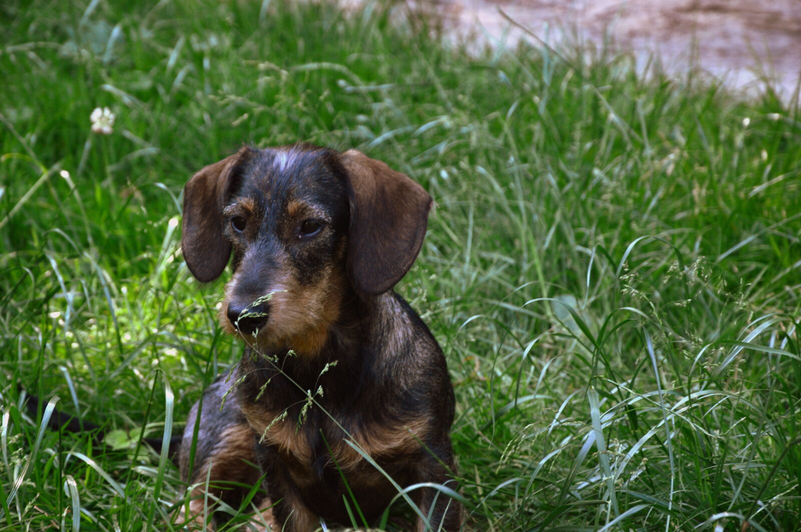 Nikon D3200 sample photo. Animal, dog, dachshund photography