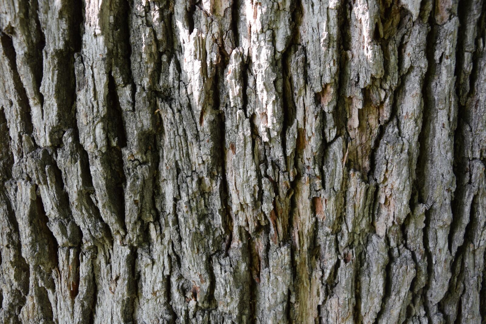Nikon D3300 sample photo. Bark, wood, texture photography