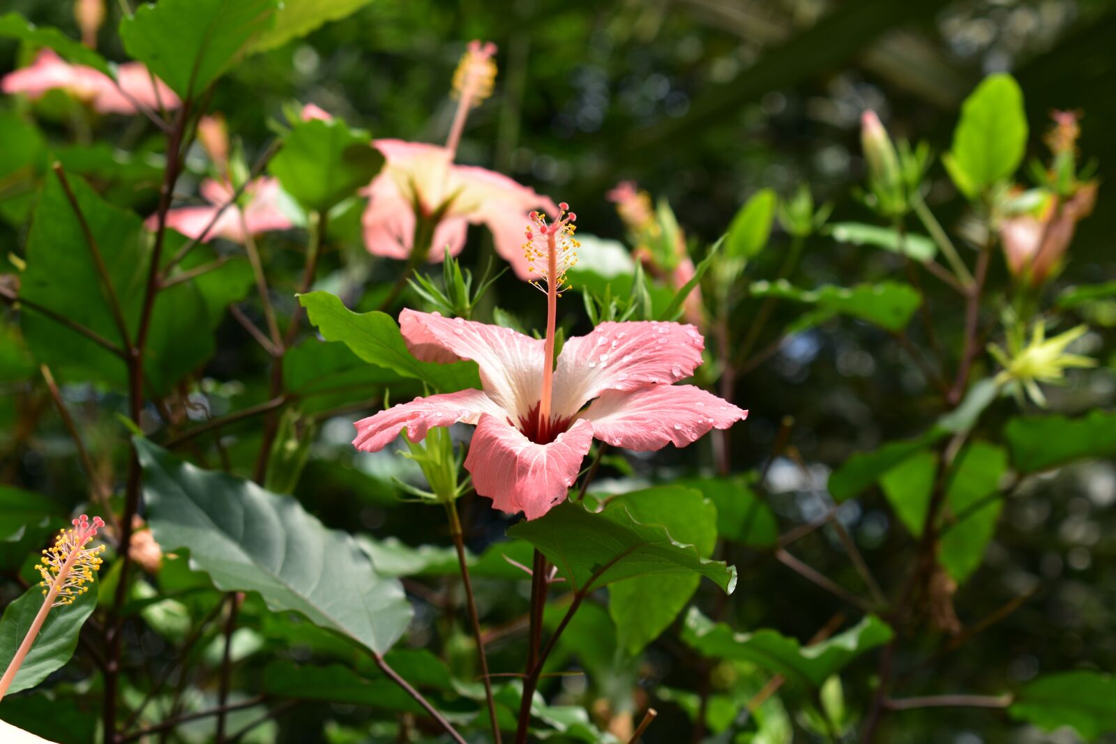 Nikon D3400 sample photo. Flowers, pink, nature photography