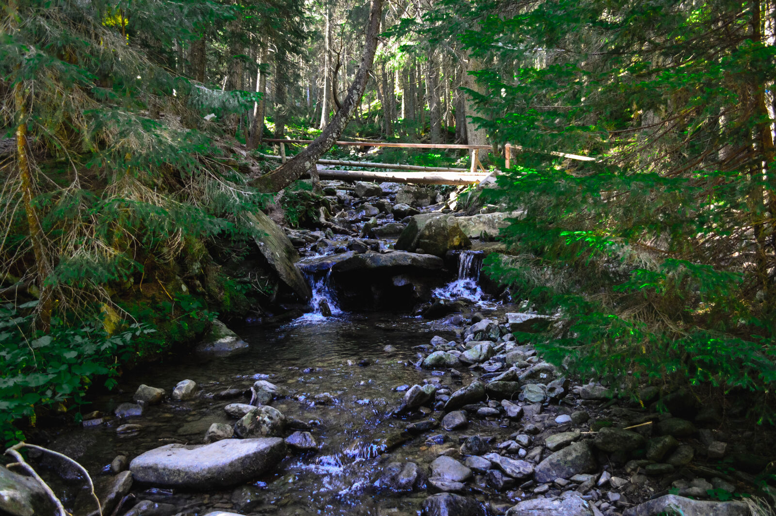 Nikon D3200 sample photo. River, wood, forest, summer photography