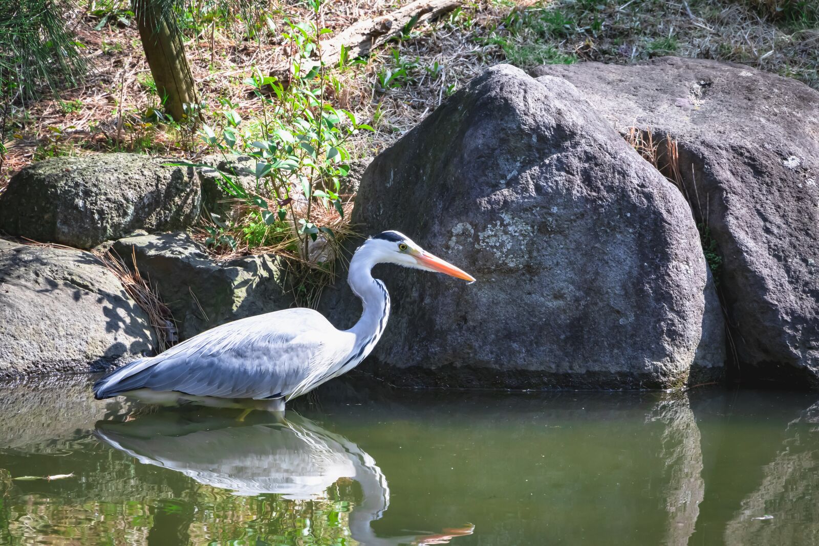 Canon EF-S 18-135mm F3.5-5.6 IS USM sample photo. Bird, rabbit, natural photography
