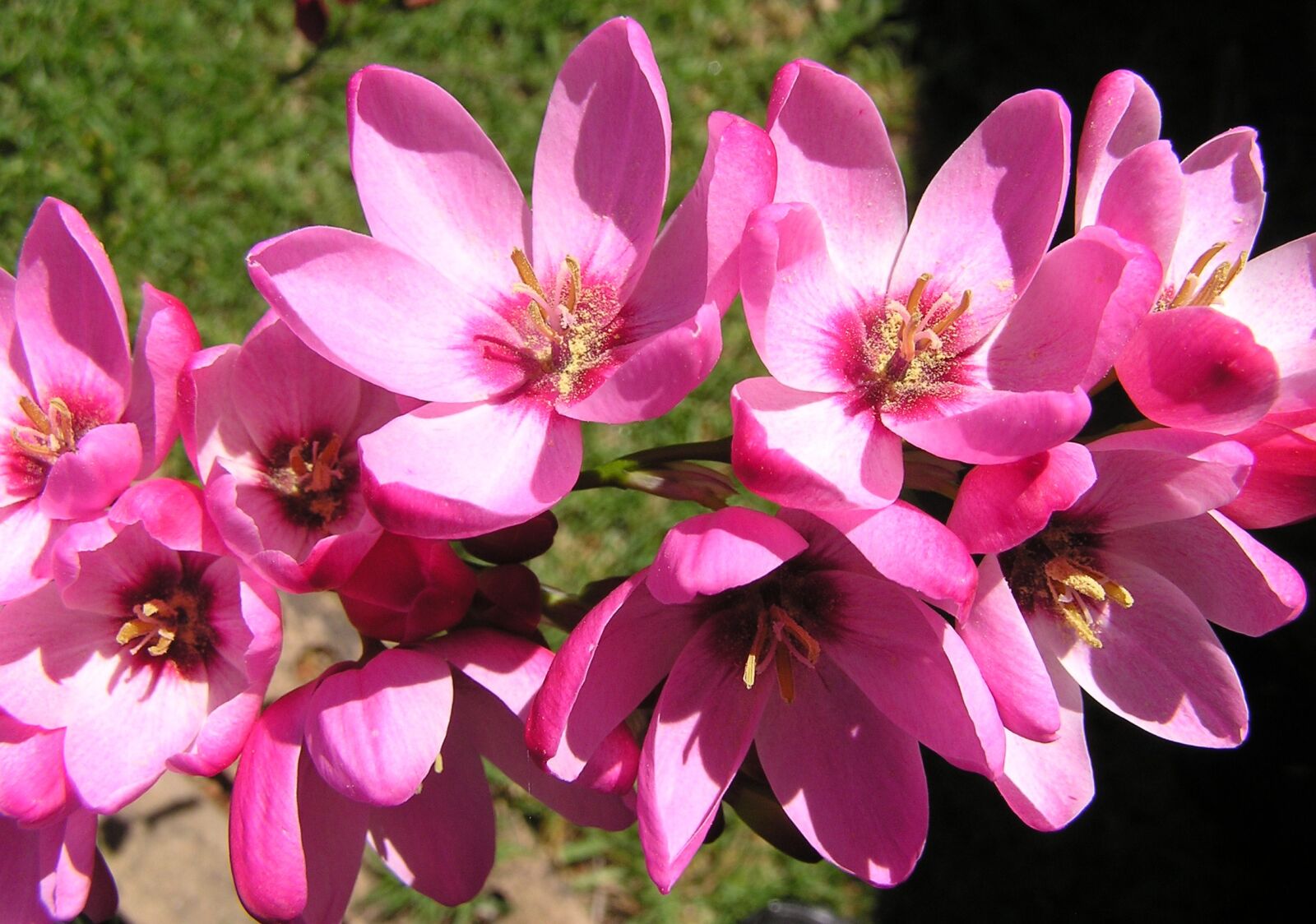 Olympus C750UZ sample photo. Flower, pink, ixia photography