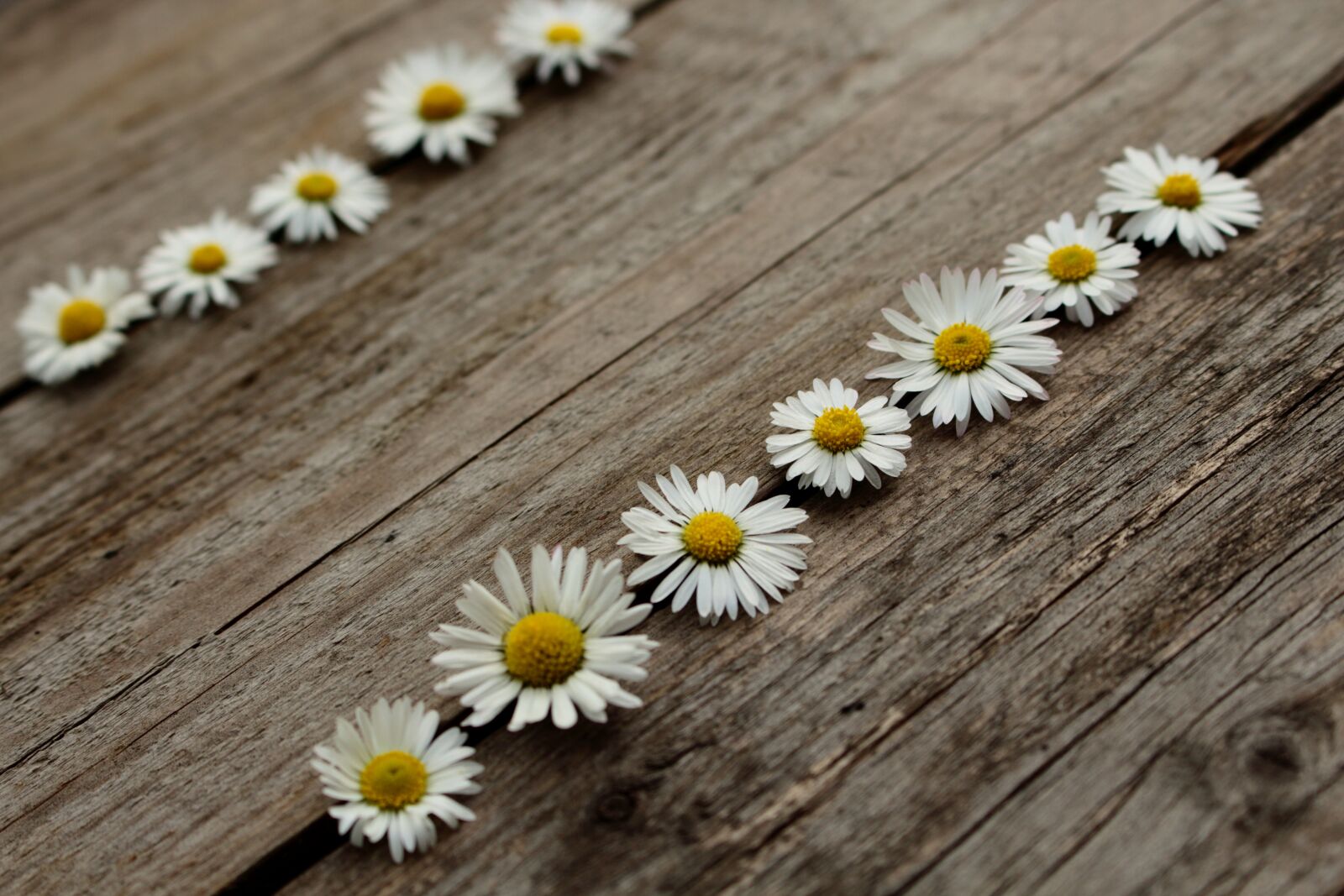 Canon EOS 700D (EOS Rebel T5i / EOS Kiss X7i) sample photo. Daisy, wooden, nature photography