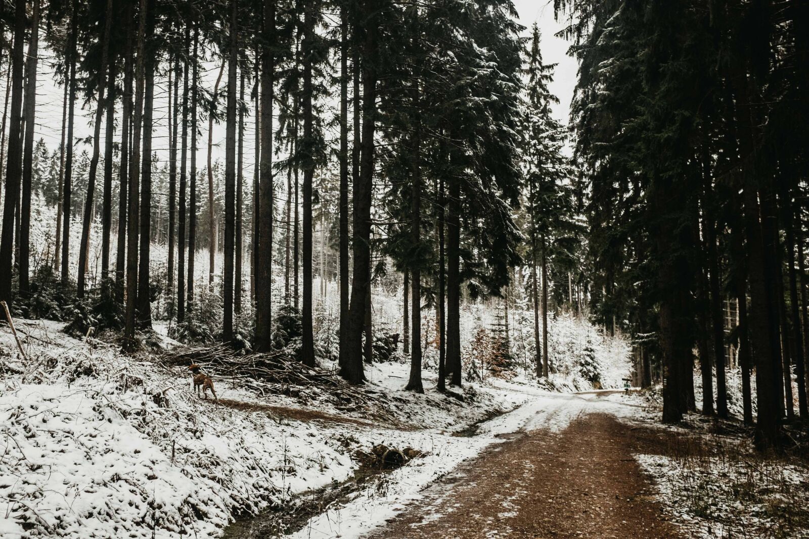 Fujifilm X100T sample photo. Winter, landscape, snow photography