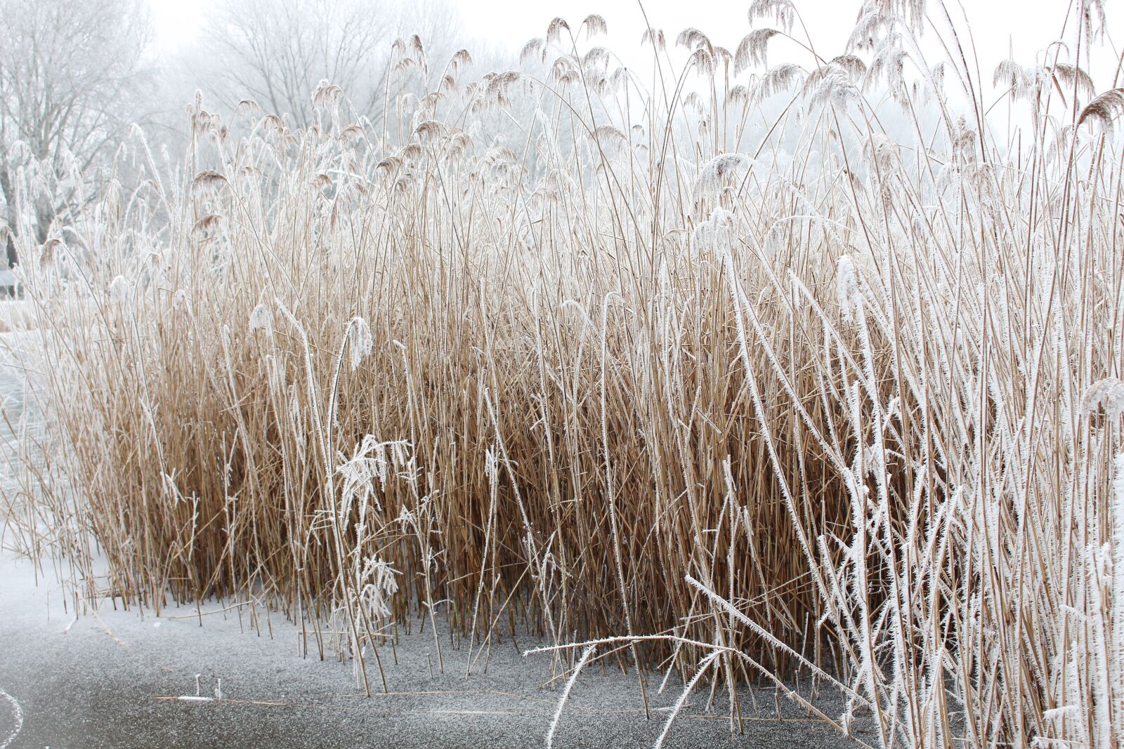 Canon EOS 700D (EOS Rebel T5i / EOS Kiss X7i) sample photo. Reed, lake, frost photography