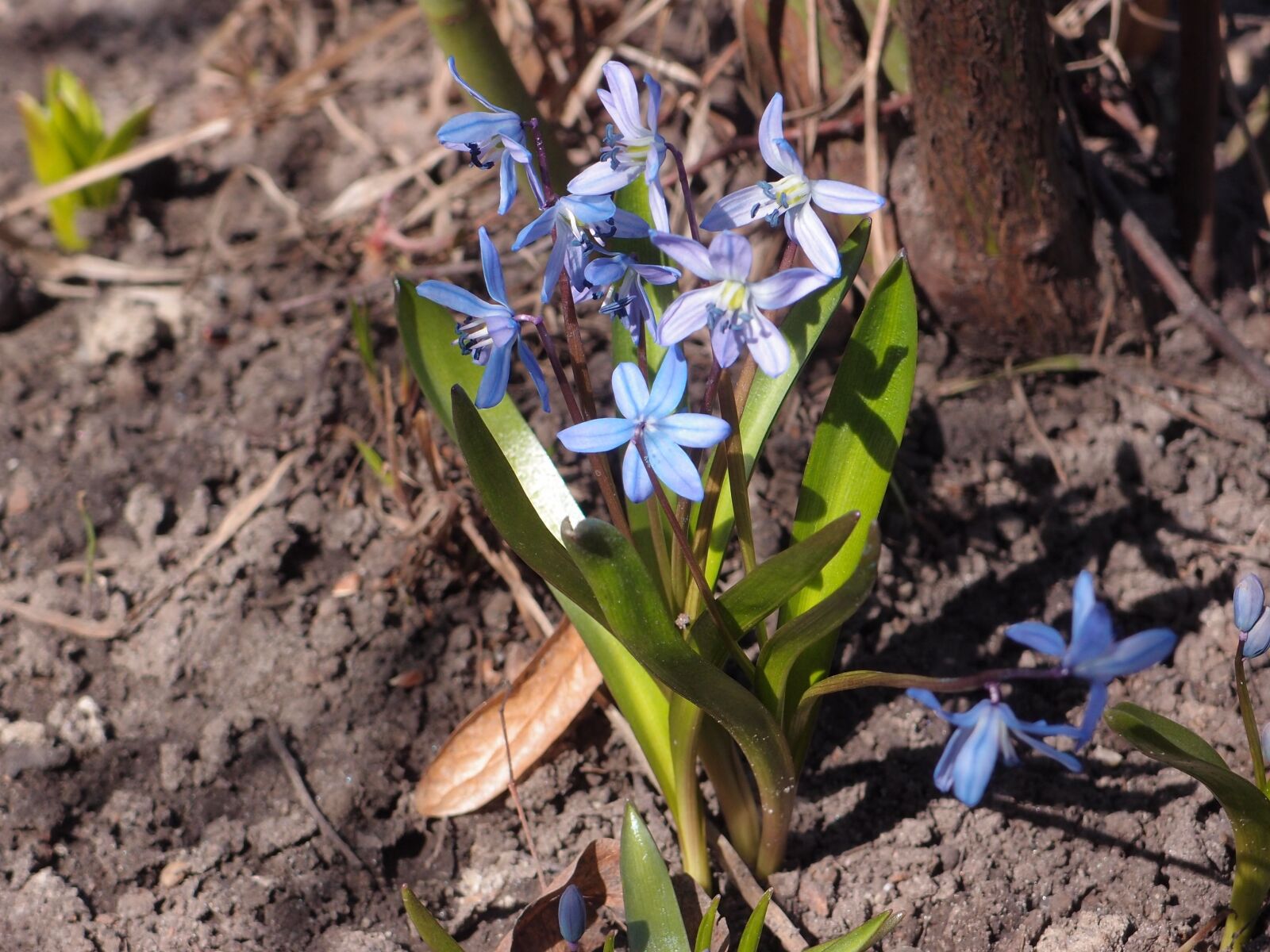 Olympus XZ-1 sample photo. Nature, plant, flower photography