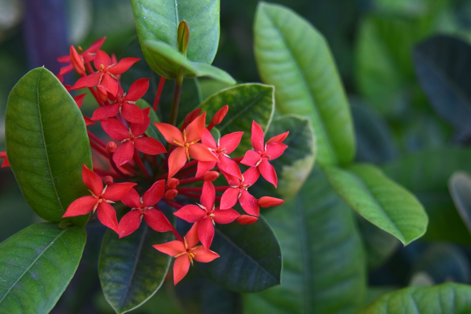 Nikon D5300 sample photo. Nature, flora, flower photography