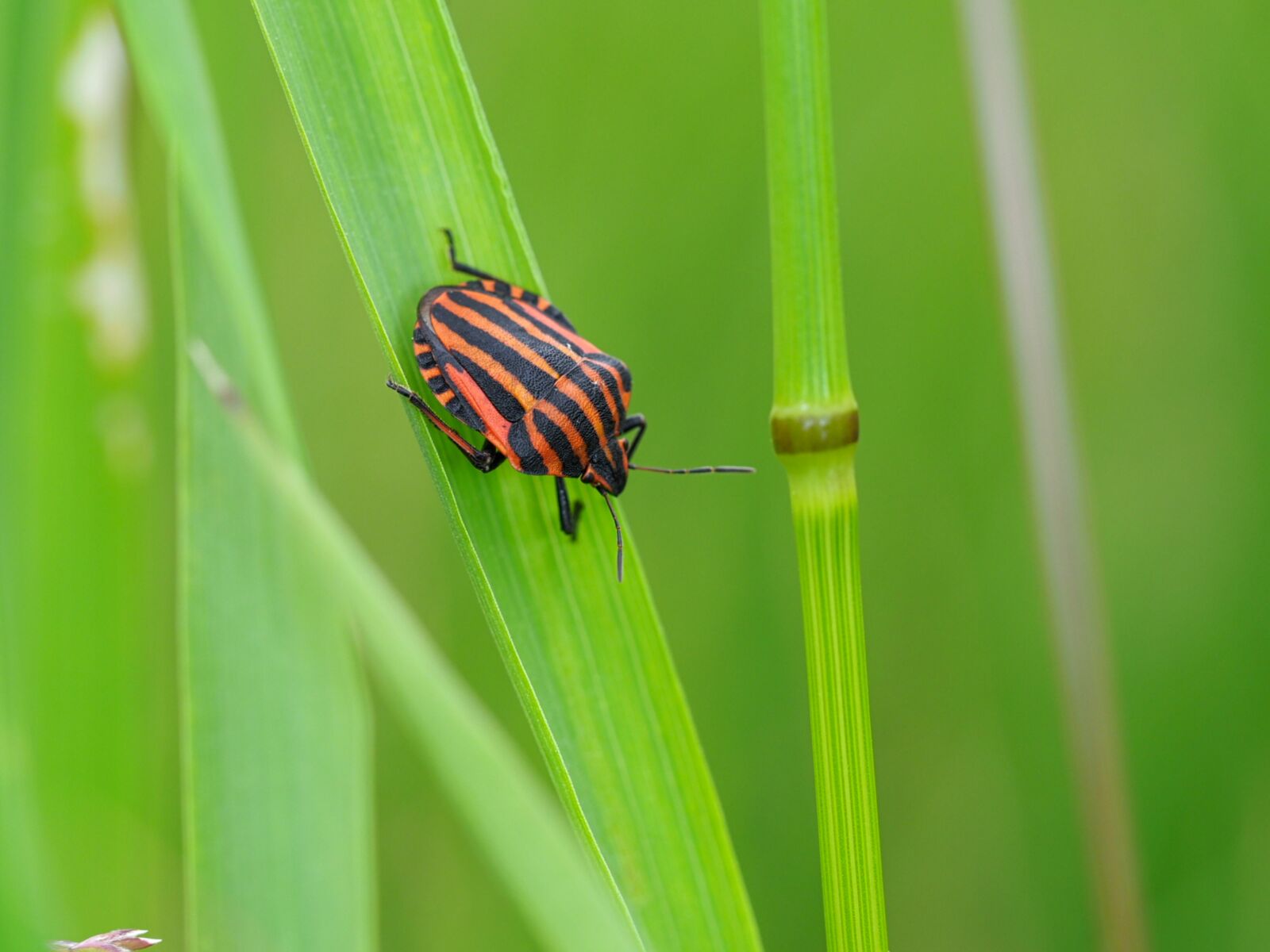 Olympus OM-D E-M1 Mark II sample photo. Strip bug, bug, insect photography