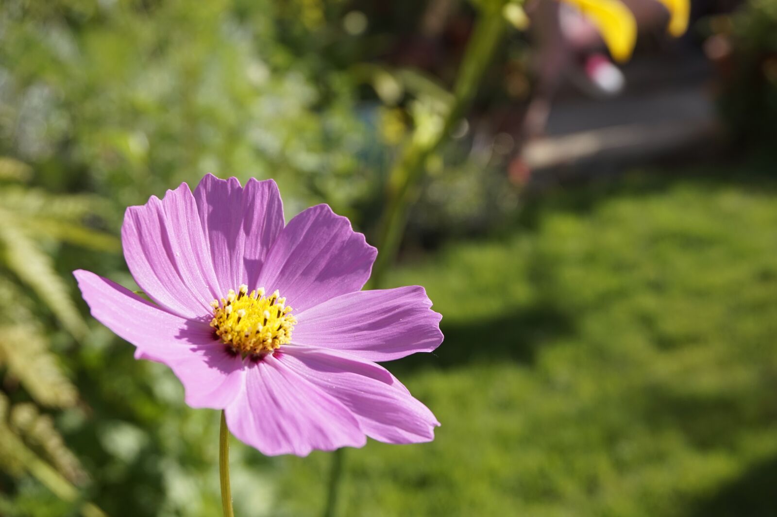 Sony Alpha a5000 (ILCE 5000) sample photo. Flowers, asusenas, garden photography
