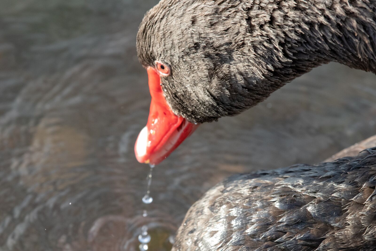 Canon EF 100-400mm F4.5-5.6L IS USM sample photo. Swan, black swan, nature photography