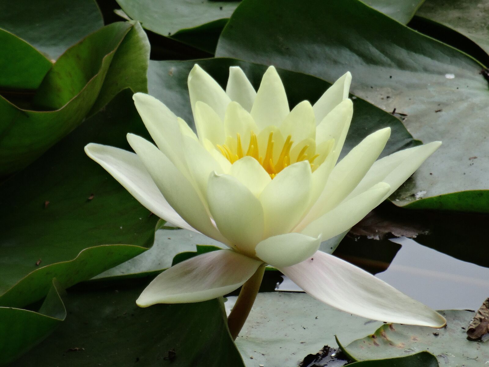 Sony DSC-HX50 sample photo. Yellow water lily, water photography