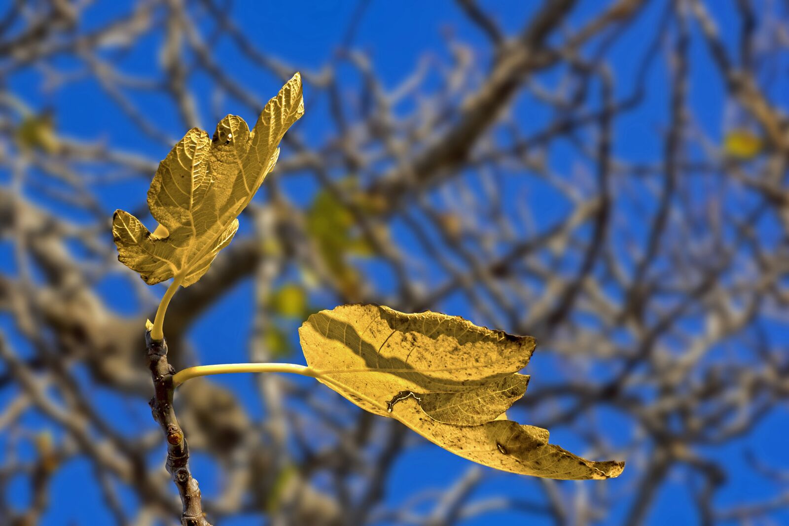 Olympus OM-D E-M1 sample photo. Leaves, autumn, tree photography