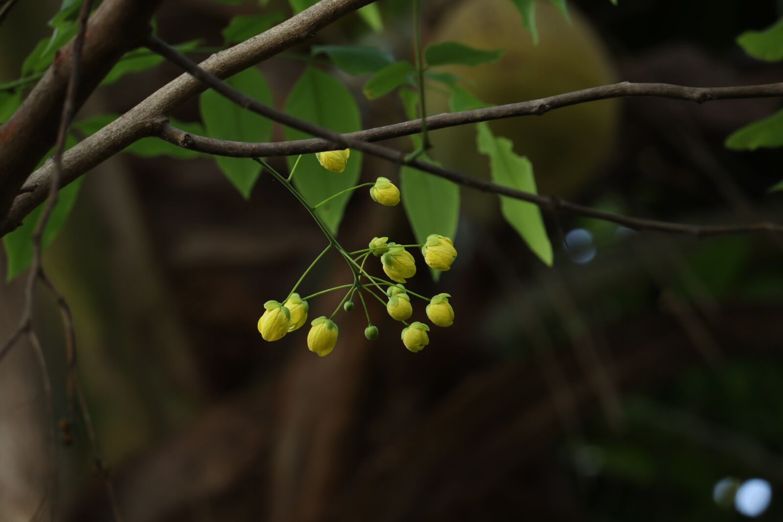 Canon EOS 250D (EOS Rebel SL3 / EOS Kiss X10 / EOS 200D II) sample photo. Kerala, yellow, flower photography