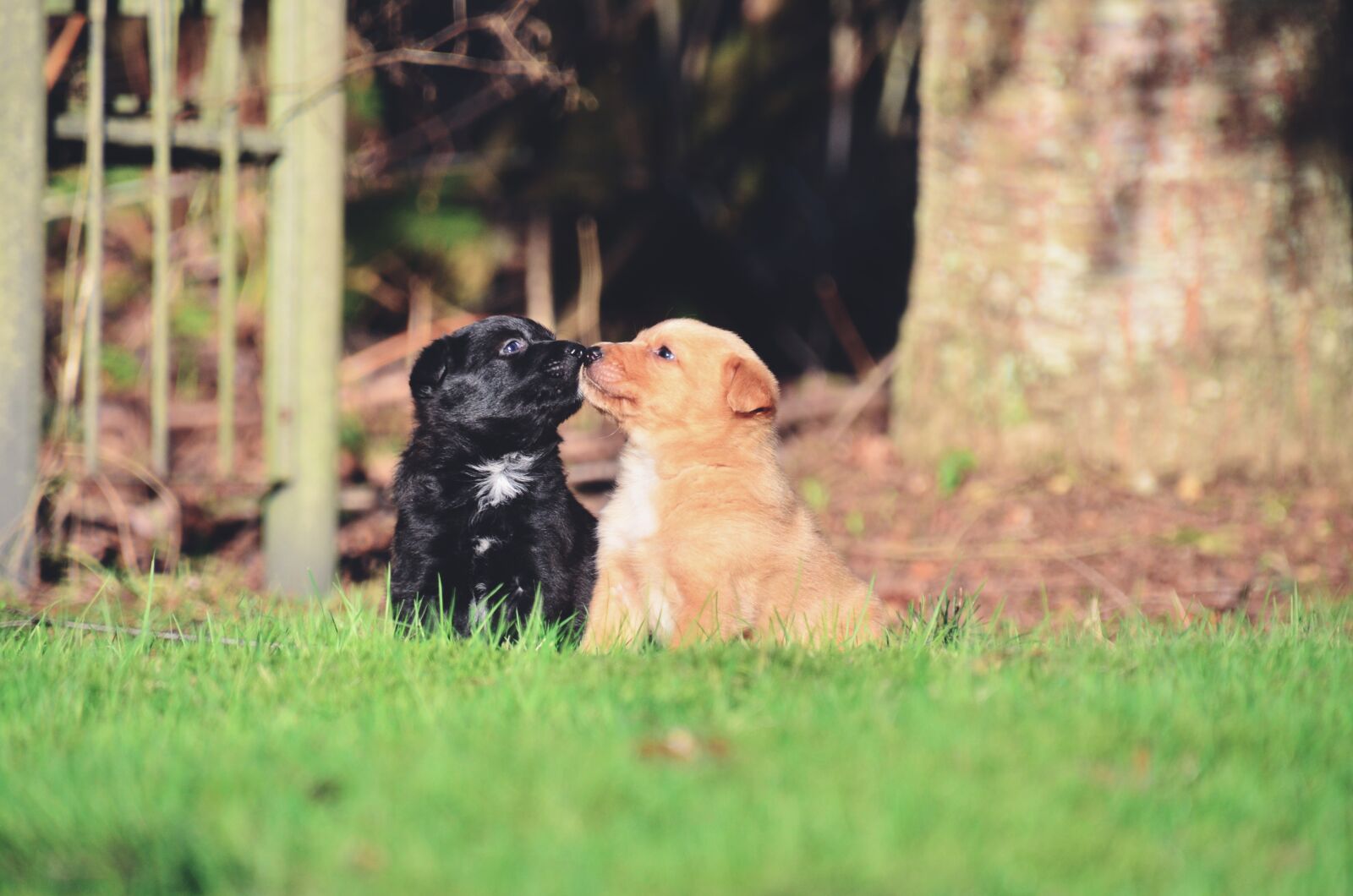 Nikon D5100 sample photo. Puppies, kissing, puppy photography