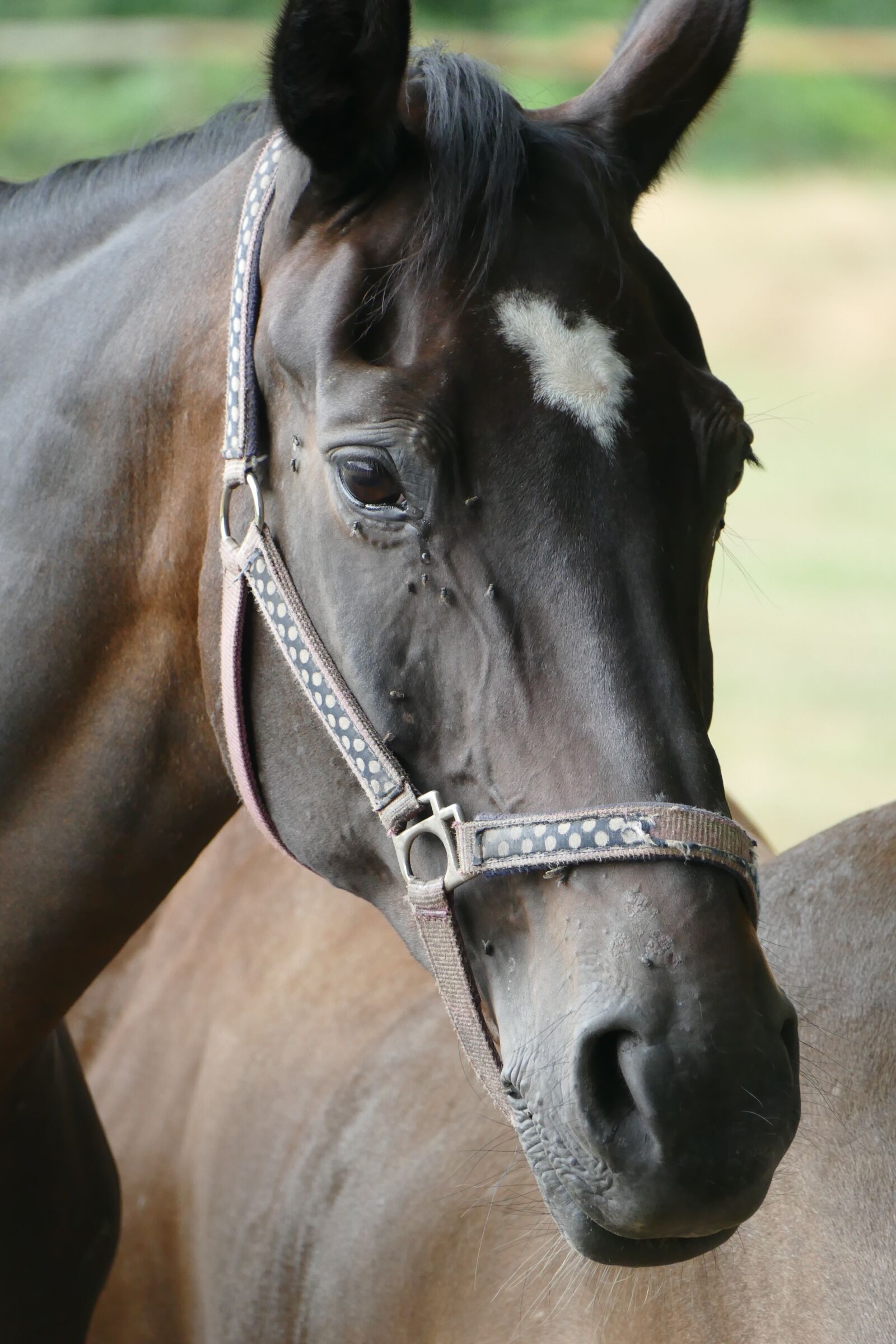 Panasonic Lumix DMC-FZ1000 sample photo. Horse, head, horse head photography