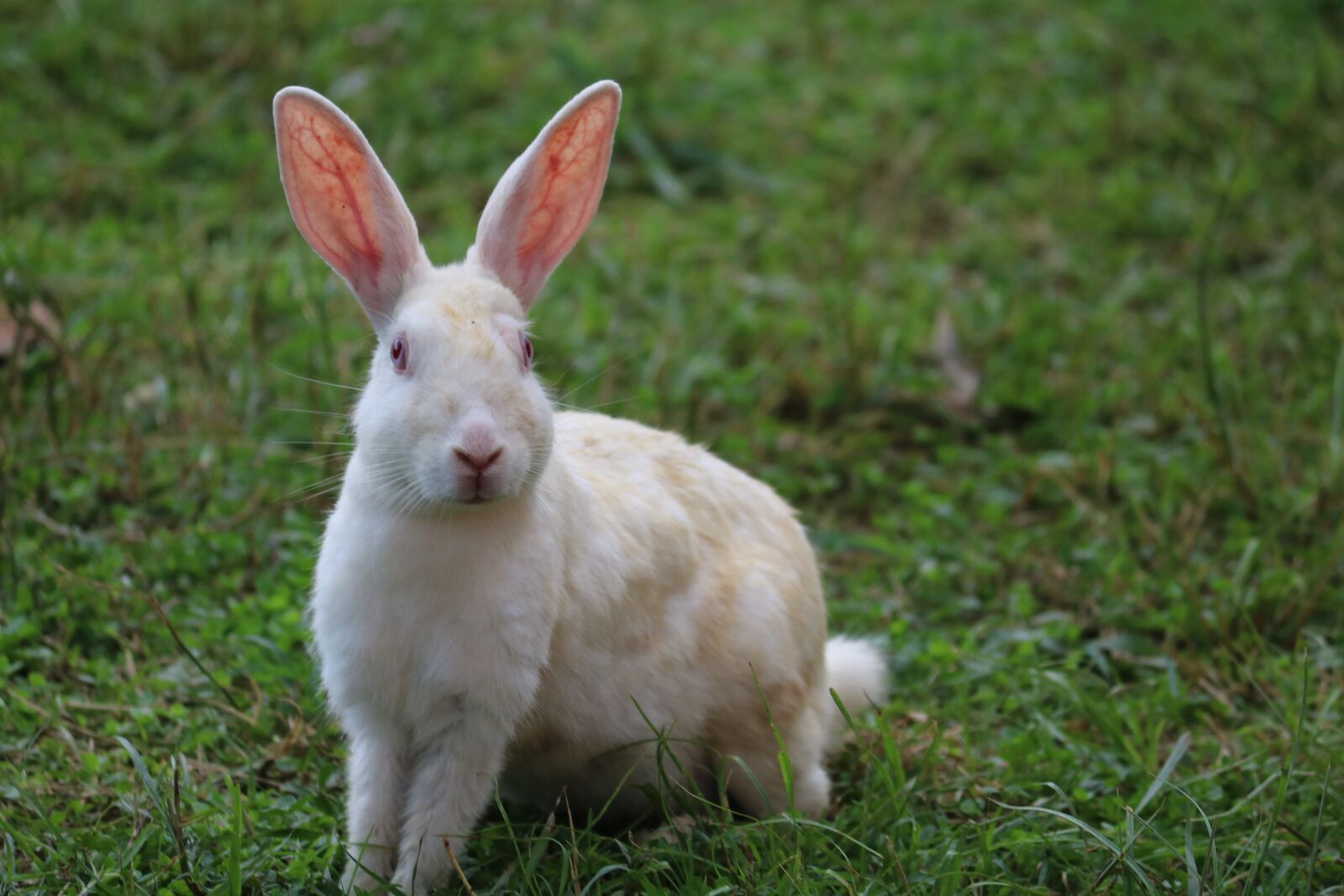 Canon EOS 750D (EOS Rebel T6i / EOS Kiss X8i) sample photo. Rabbit, bunny, cute photography
