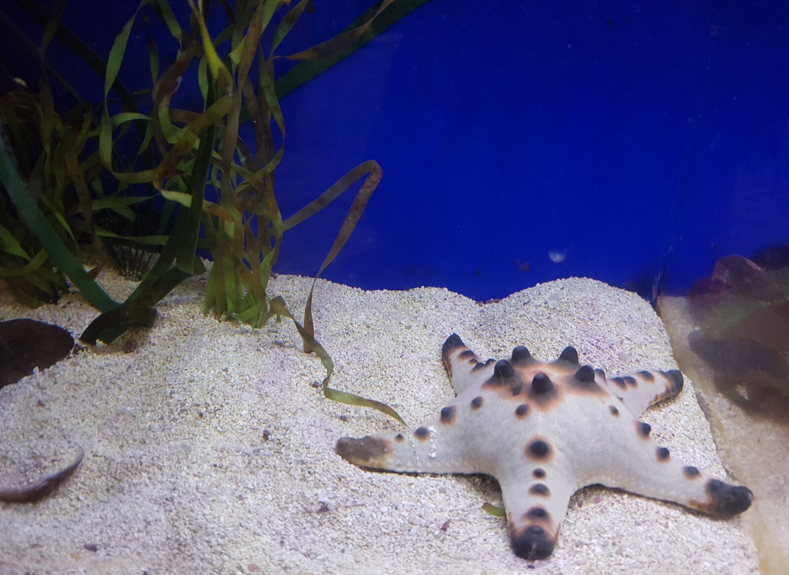 Samsung Galaxy S7 Edge sample photo. Star fish, aquarium, sea photography