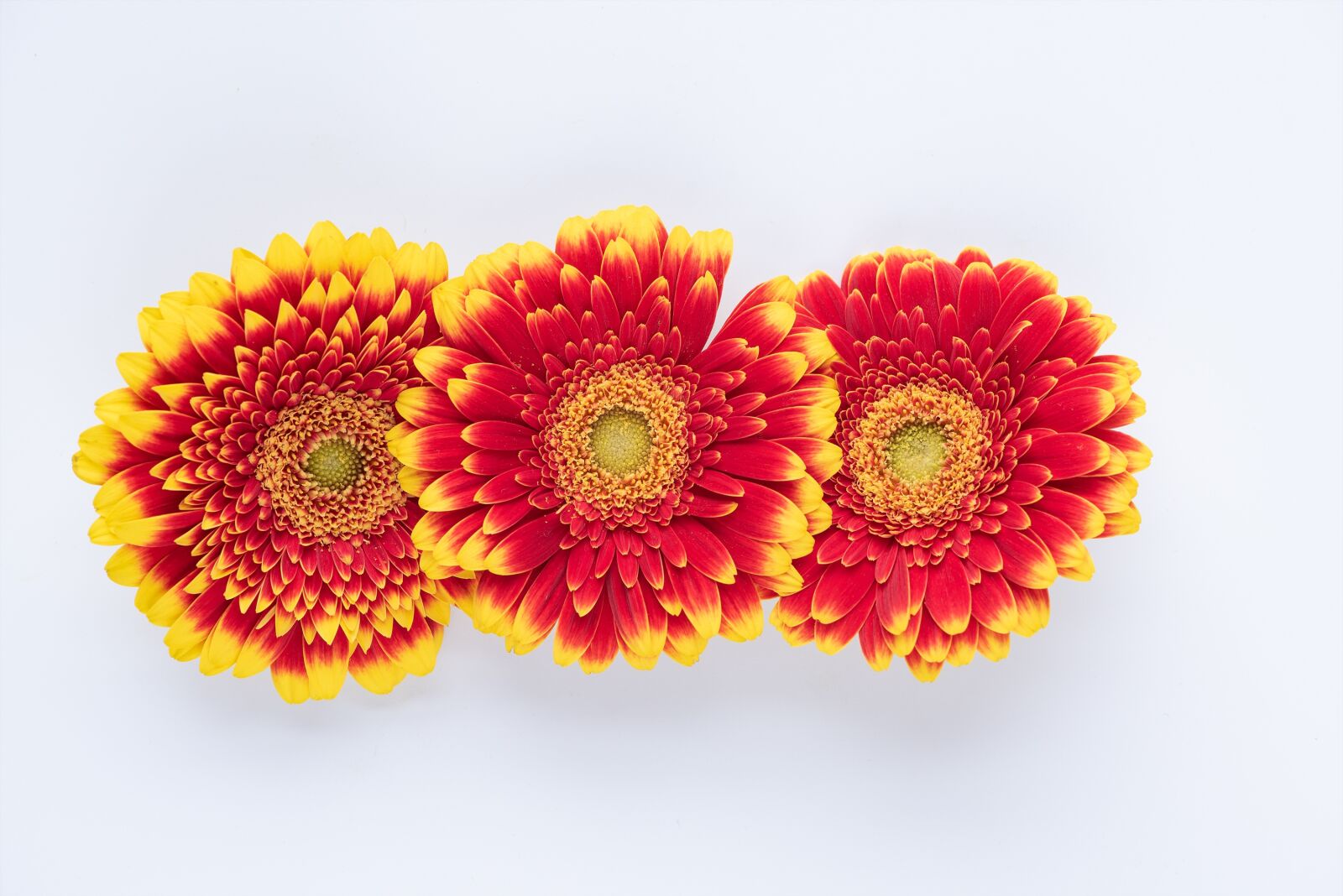 Nikon D750 sample photo. Gerbera, flowers, red photography