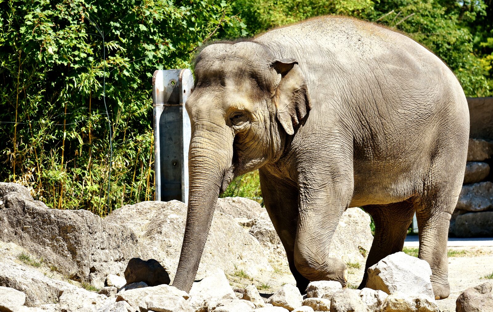 Nikon D7200 sample photo. Elephant, pachyderm, animal photography