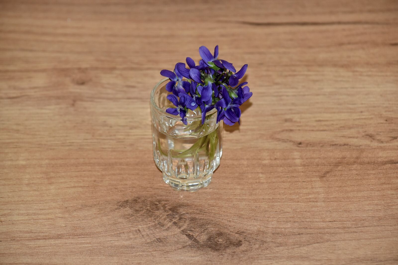 Nikon D5500 sample photo. Flower, glass, purplish, still photography