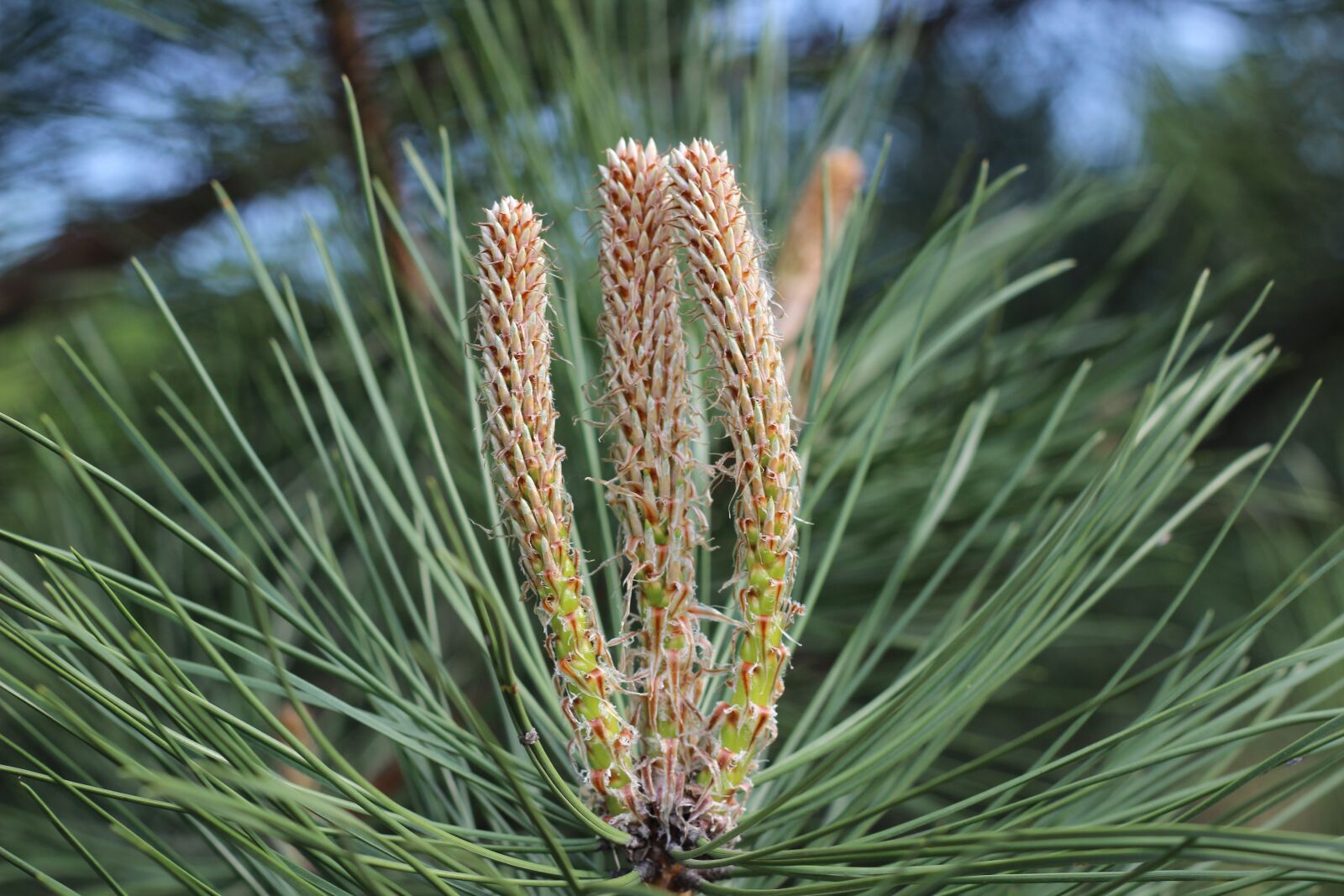 Canon EOS 600D (Rebel EOS T3i / EOS Kiss X5) + Canon EF 50mm F1.8 II sample photo. Pine, needles, plant photography