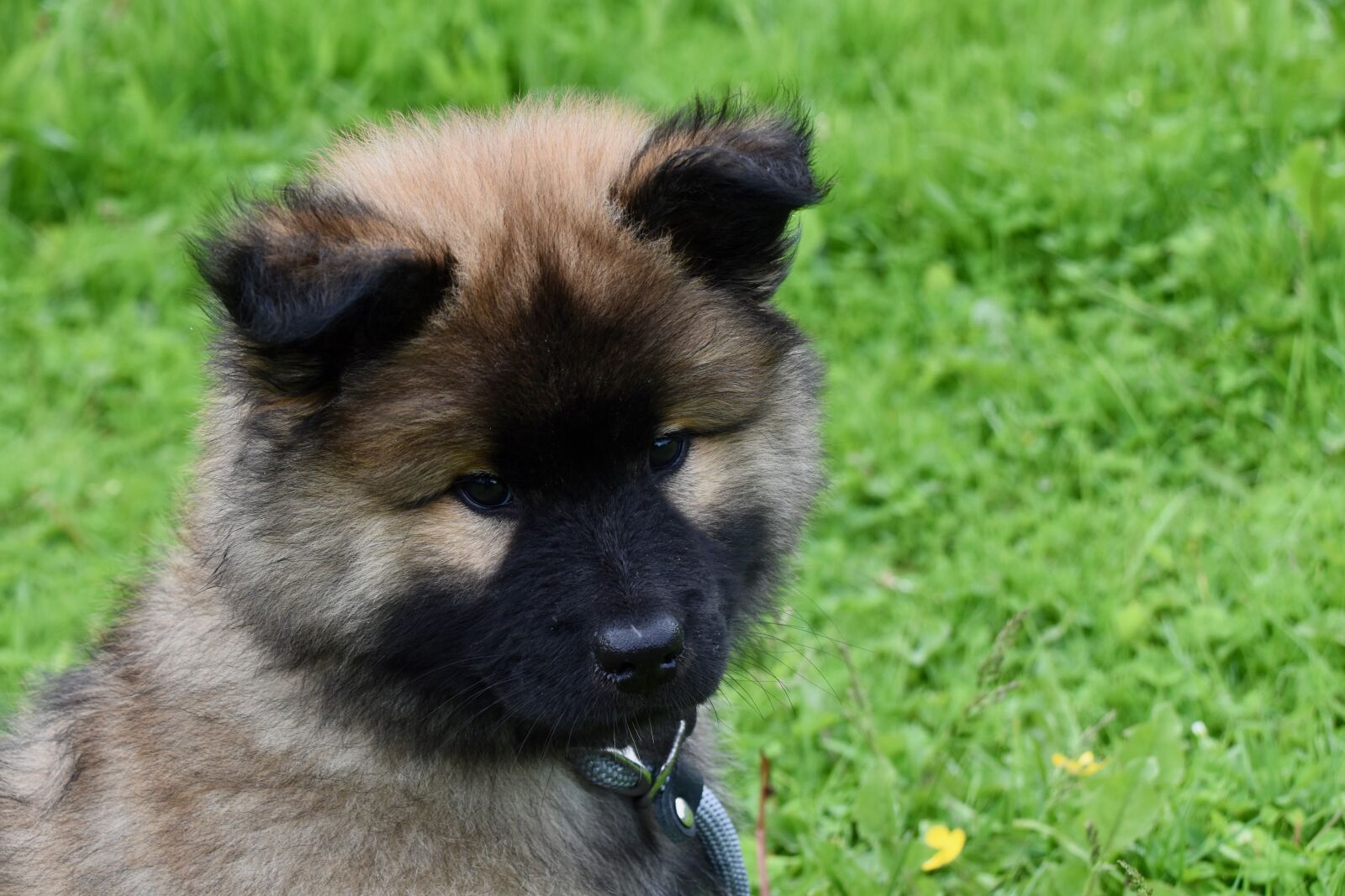 Nikon D5600 sample photo. Dog, puppy, pup photography