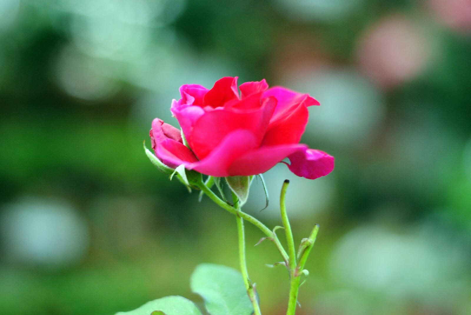 Nikon D3000 sample photo. Pink rose, blossom, floral photography