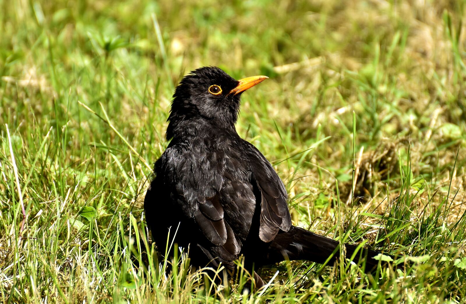 Nikon D7200 sample photo. Blackbird, bird, black photography