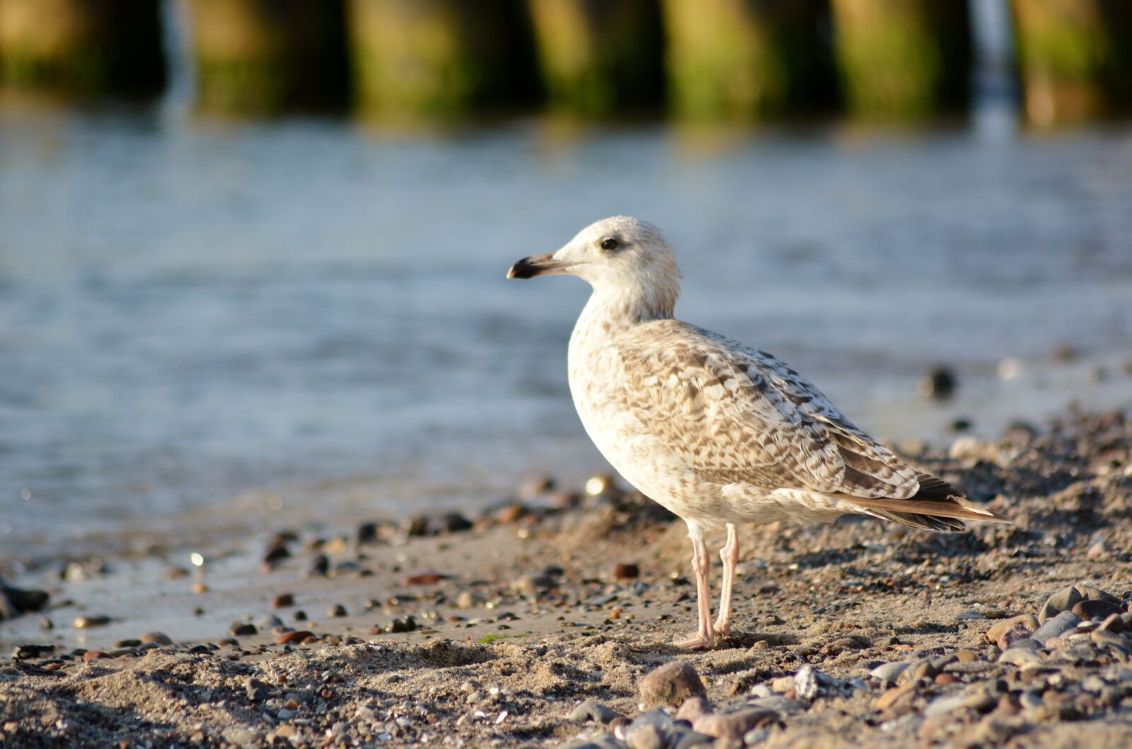 Nikon D5200 sample photo. Bird, nature, animal world photography