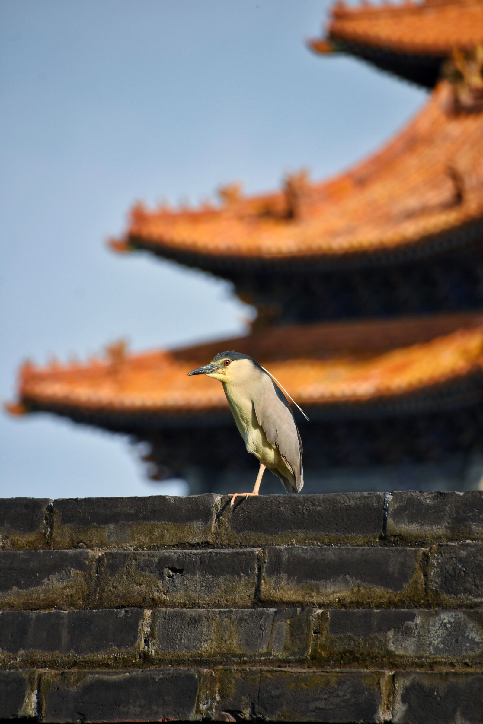 Nikon D7200 sample photo. Wall, bird, background photography