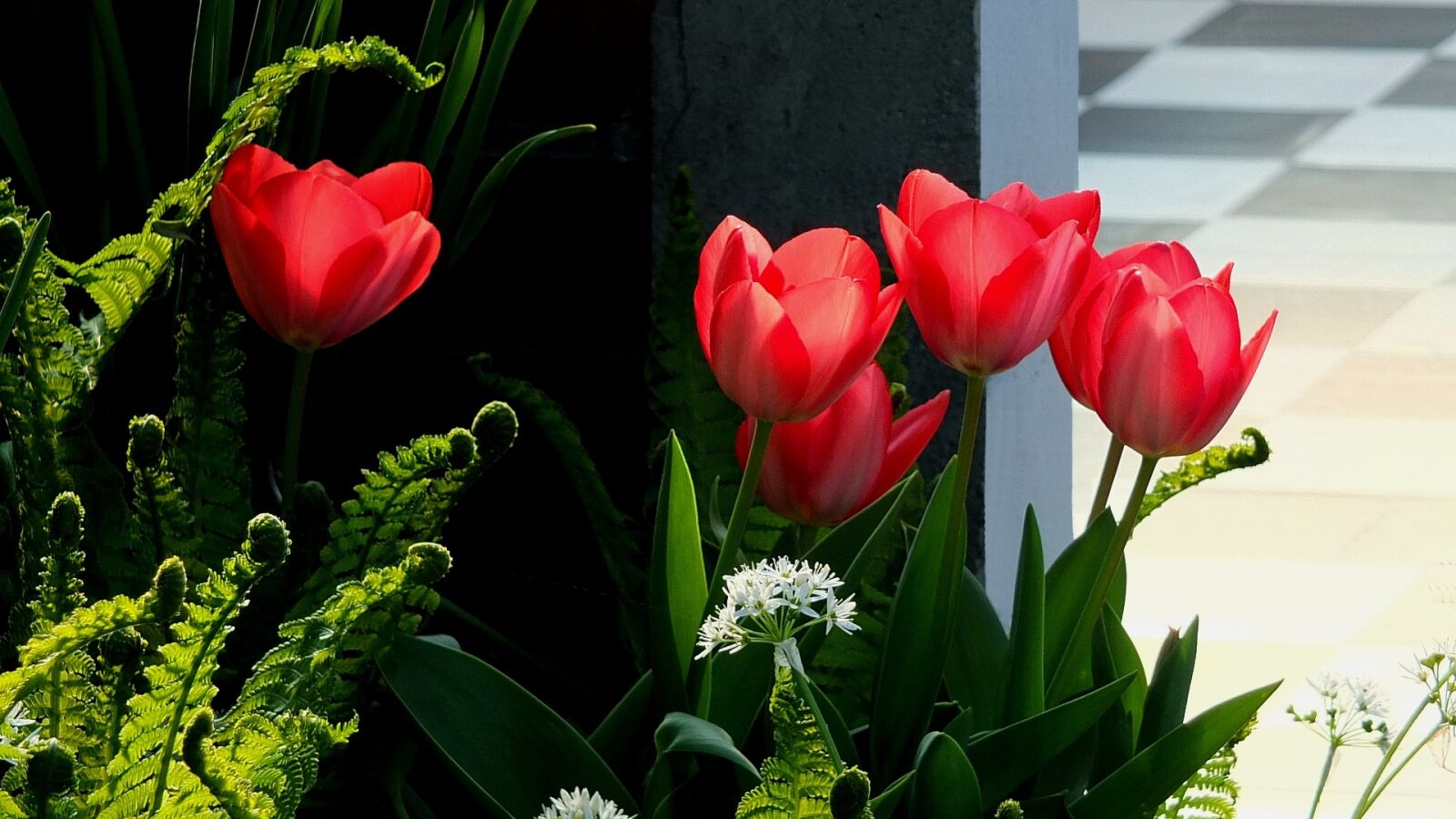 Sony Xperia Z2 sample photo. Tulips, red tulips, flowers photography