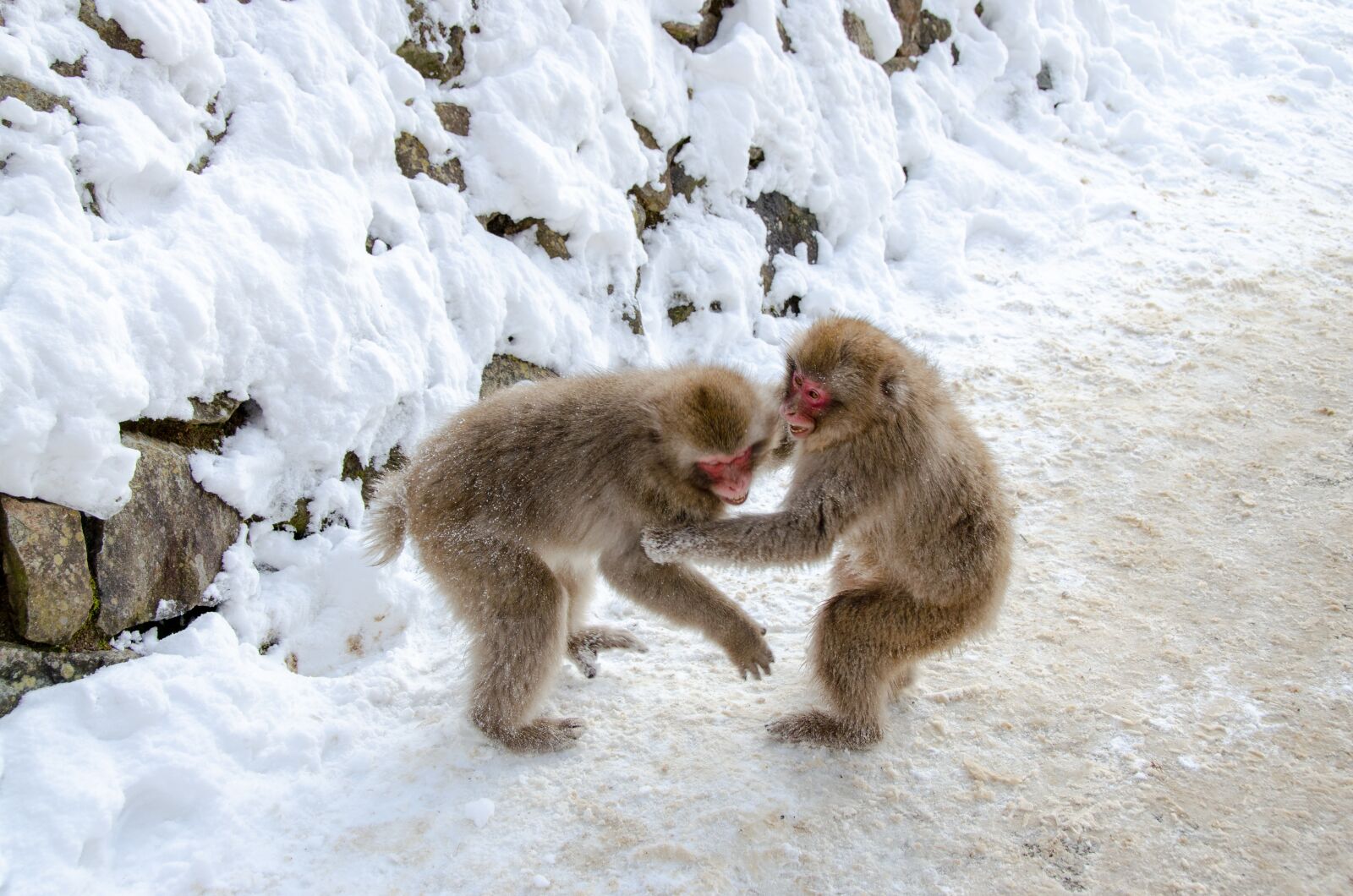 Nikon D5100 sample photo. Snow monkey, japanese macaque photography