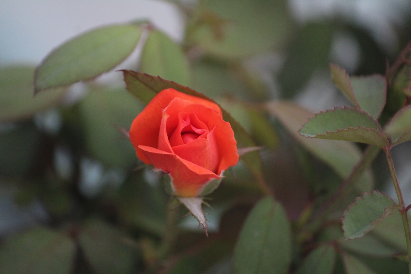 Canon EOS 1200D (EOS Rebel T5 / EOS Kiss X70 / EOS Hi) sample photo. Orange rose, bud, flower photography