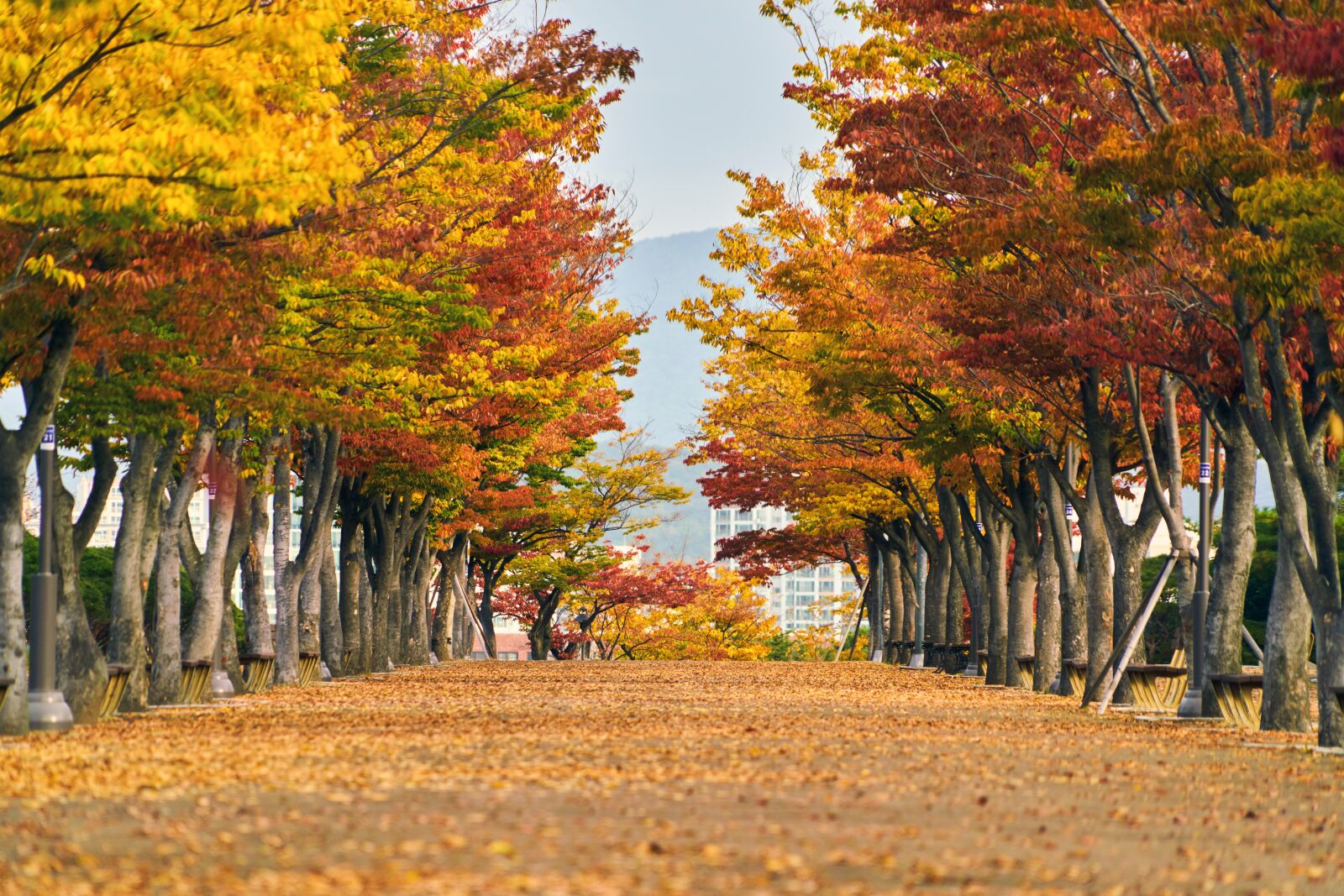 Sony FE 24-240mm F3.5-6.3 OSS sample photo. Autumn, autumn leaves, maple photography