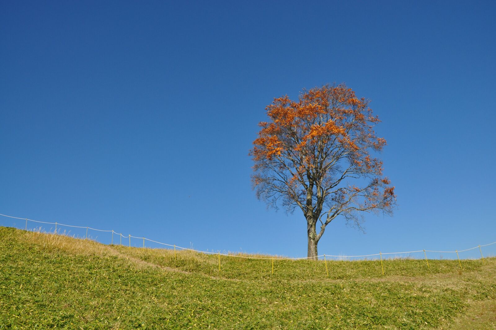 Nikon D90 sample photo. Natural, grass, landscape photography
