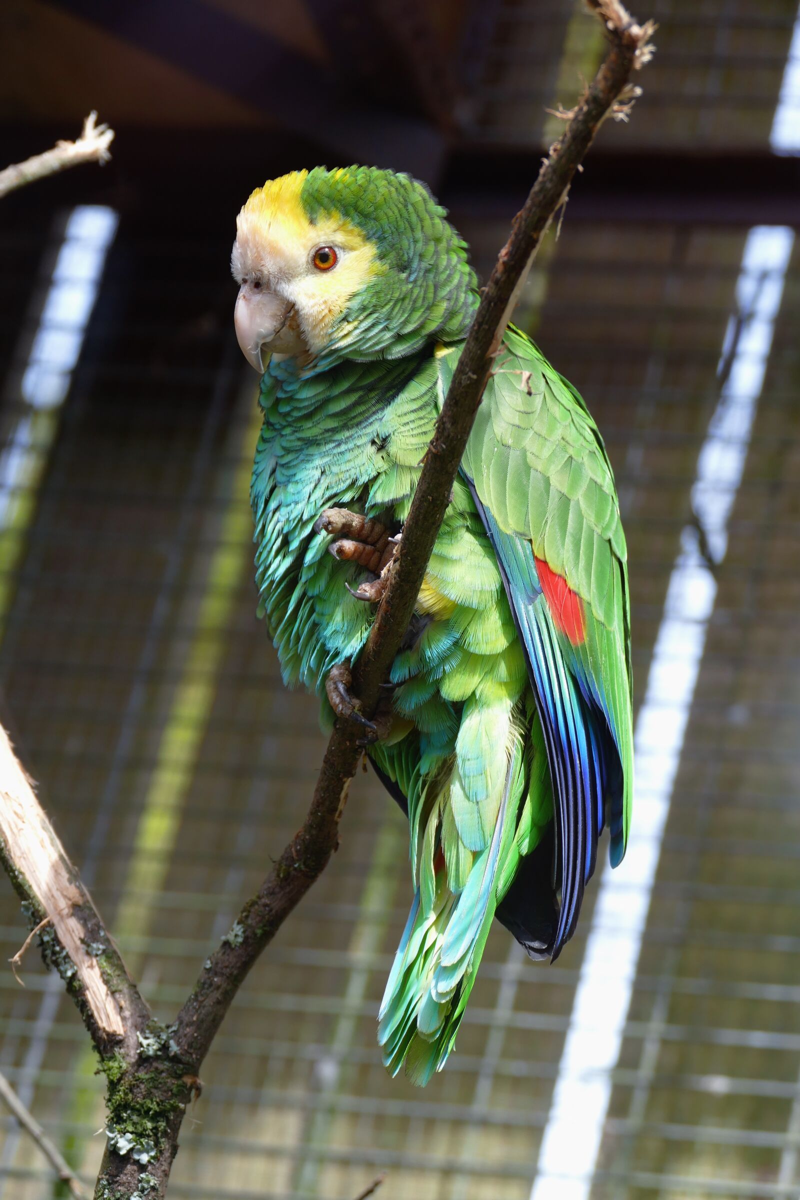 Panasonic Lumix DMC-FZ1000 sample photo. Bird, parrot, animal photography